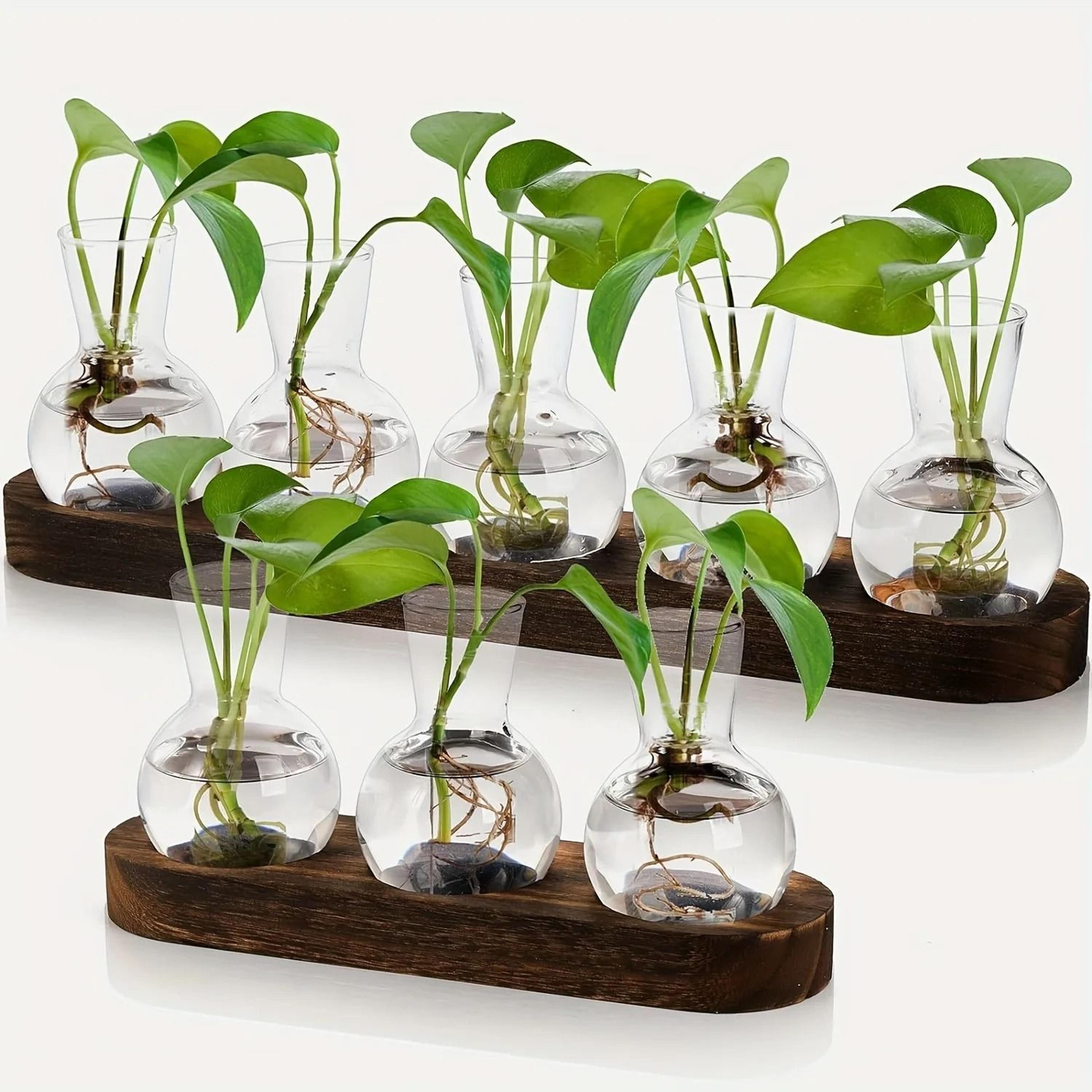 modern plant terrarium glass vase with wooden tray