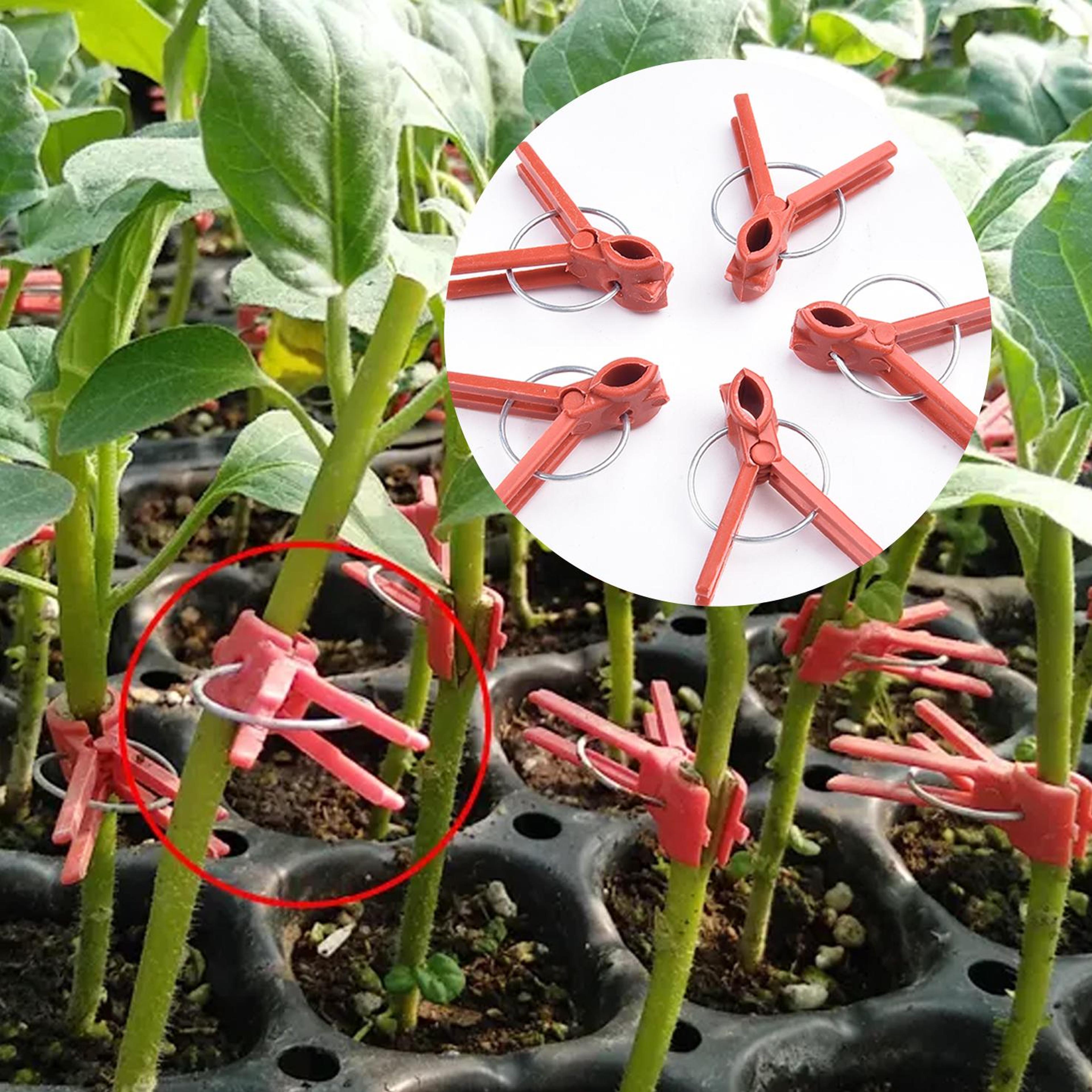 Mini Plastic Plant Grafting Clips 50Piece Pack 5