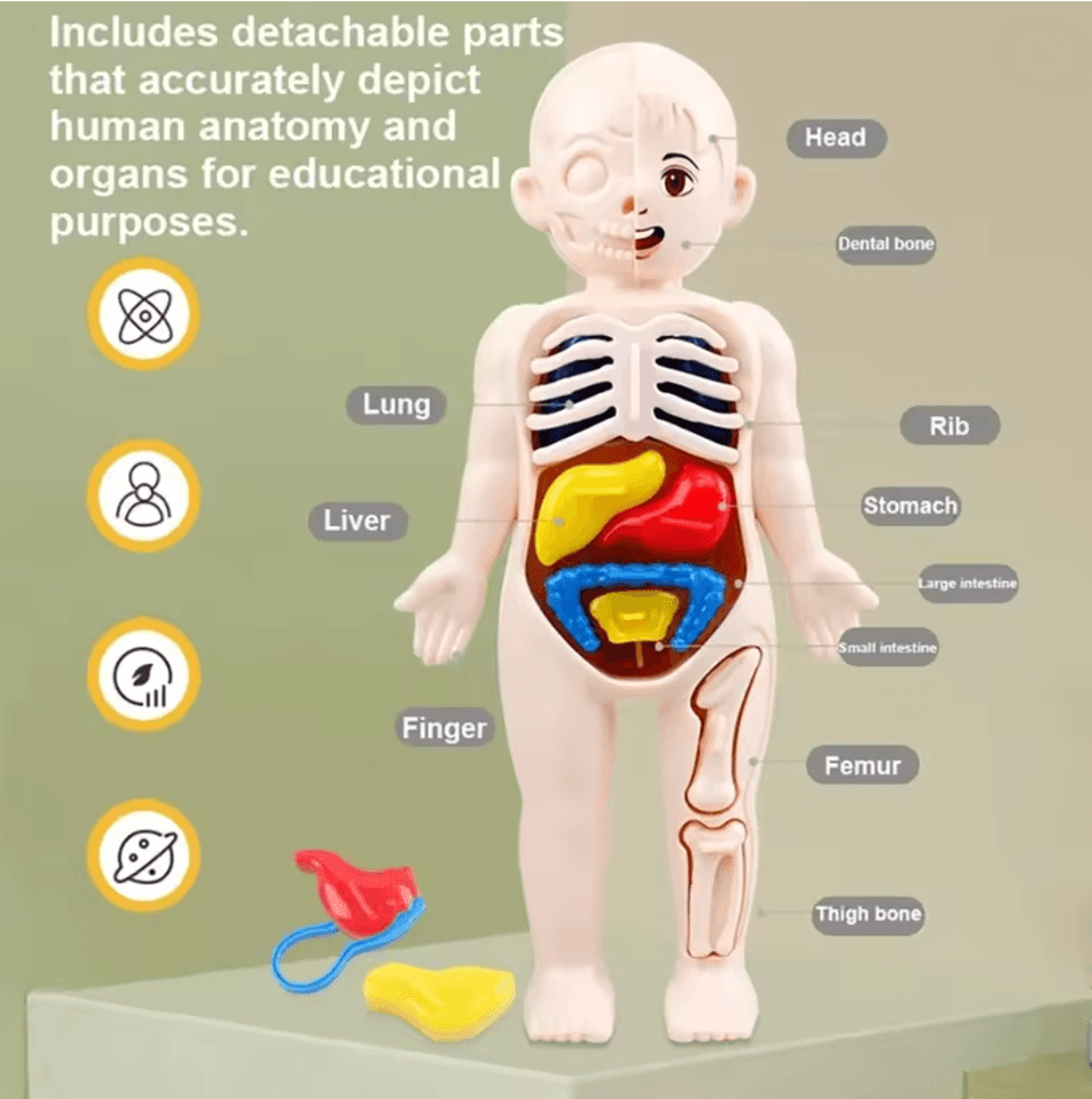 interactive kids anatomy learning model 3d diy human body stem kit