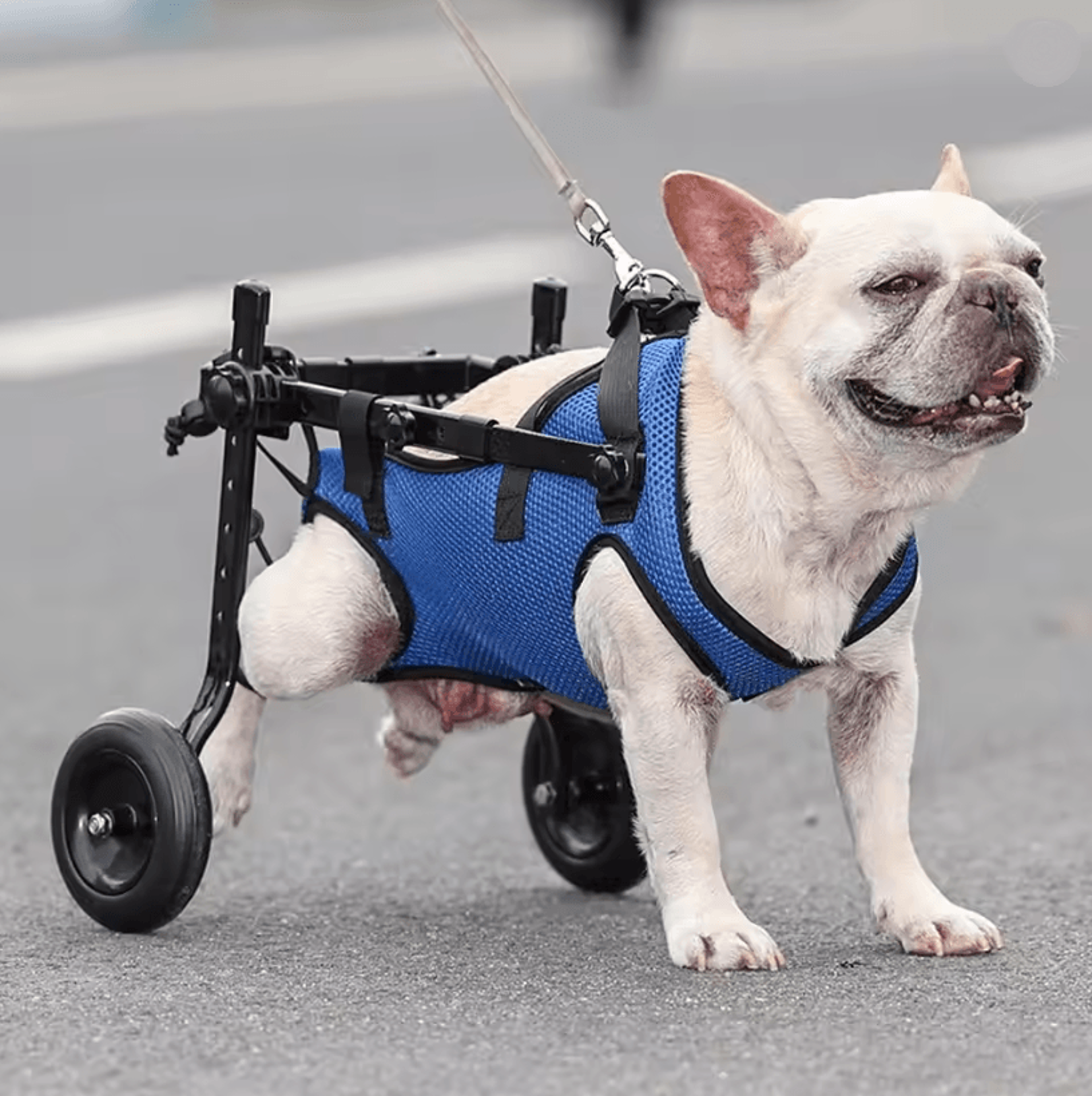 adjustable dog wheelchair for back legs and pet mobility aid
