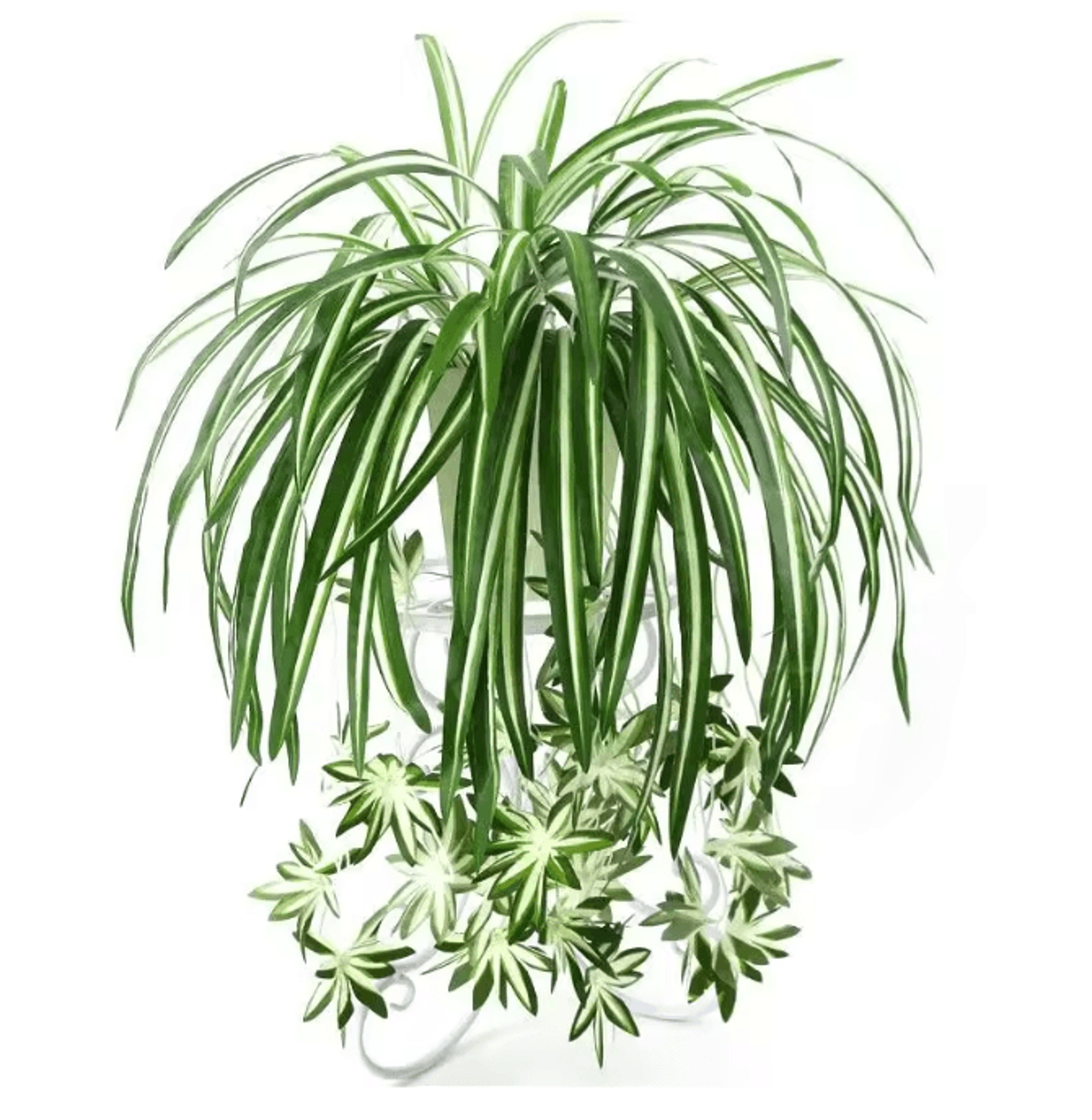 greenflow hanging potted plant decor