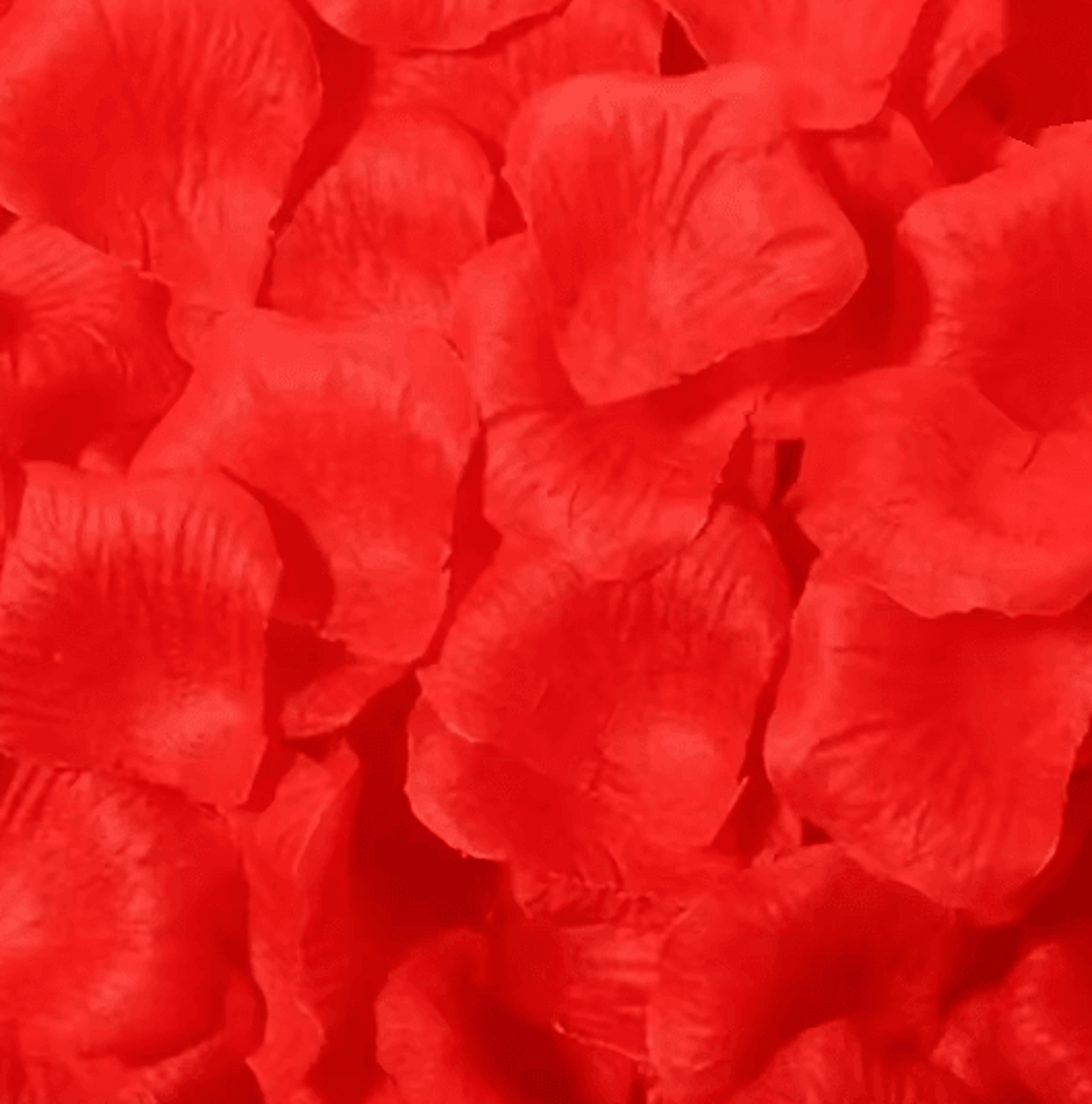 1000 Piece White Artificial Rose Petals For Romantic Wedding And Party Decor 2