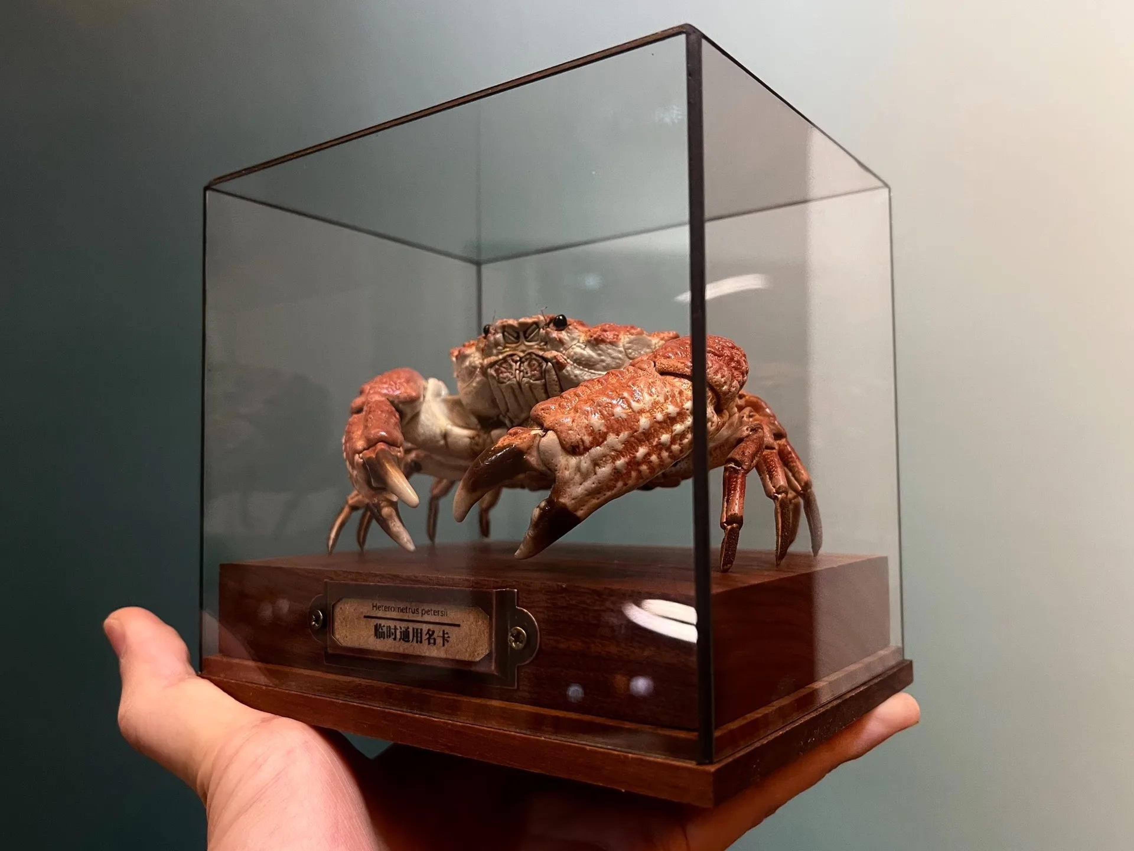Real Crab Specimen Display Collectible Ocean Decor Desk Ornament 13