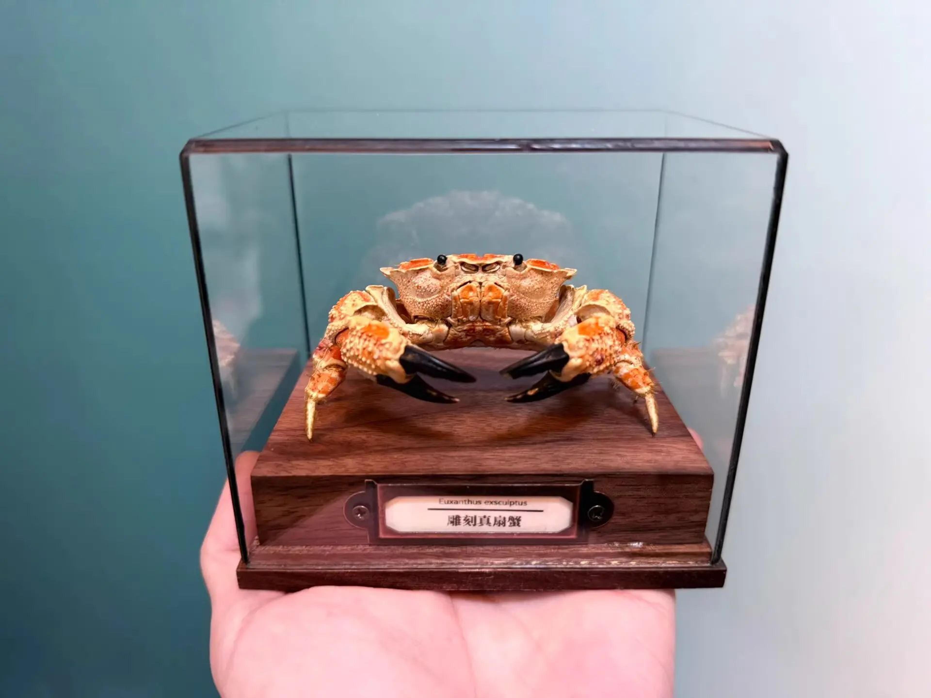 Real Crab Specimen Display Collectible Ocean Decor Desk Ornament 14