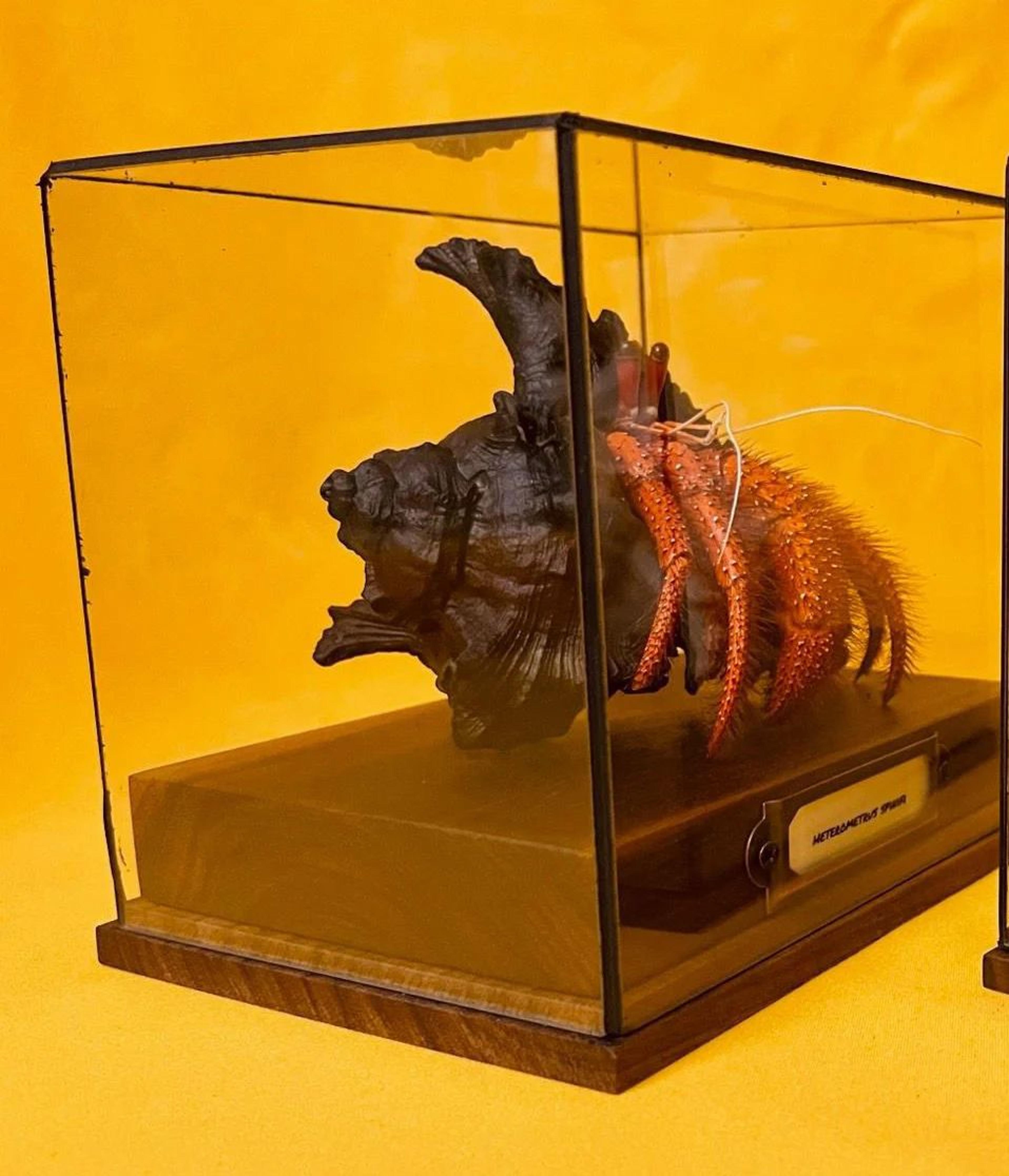Real Crab Specimen Display Collectible Ocean Decor Desk Ornament 9