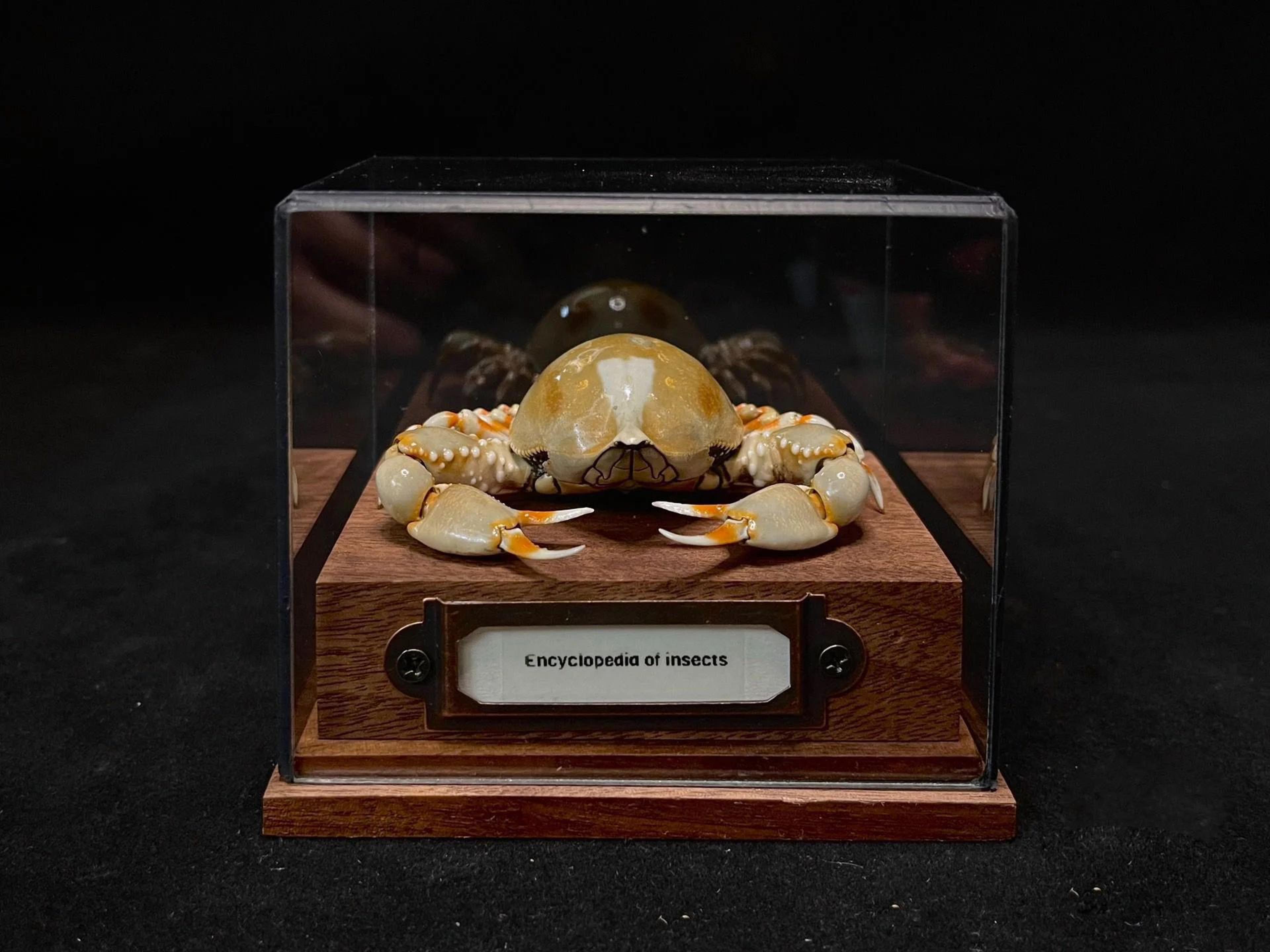 Real Crab Specimen Display Collectible Ocean Decor Desk Ornament 18