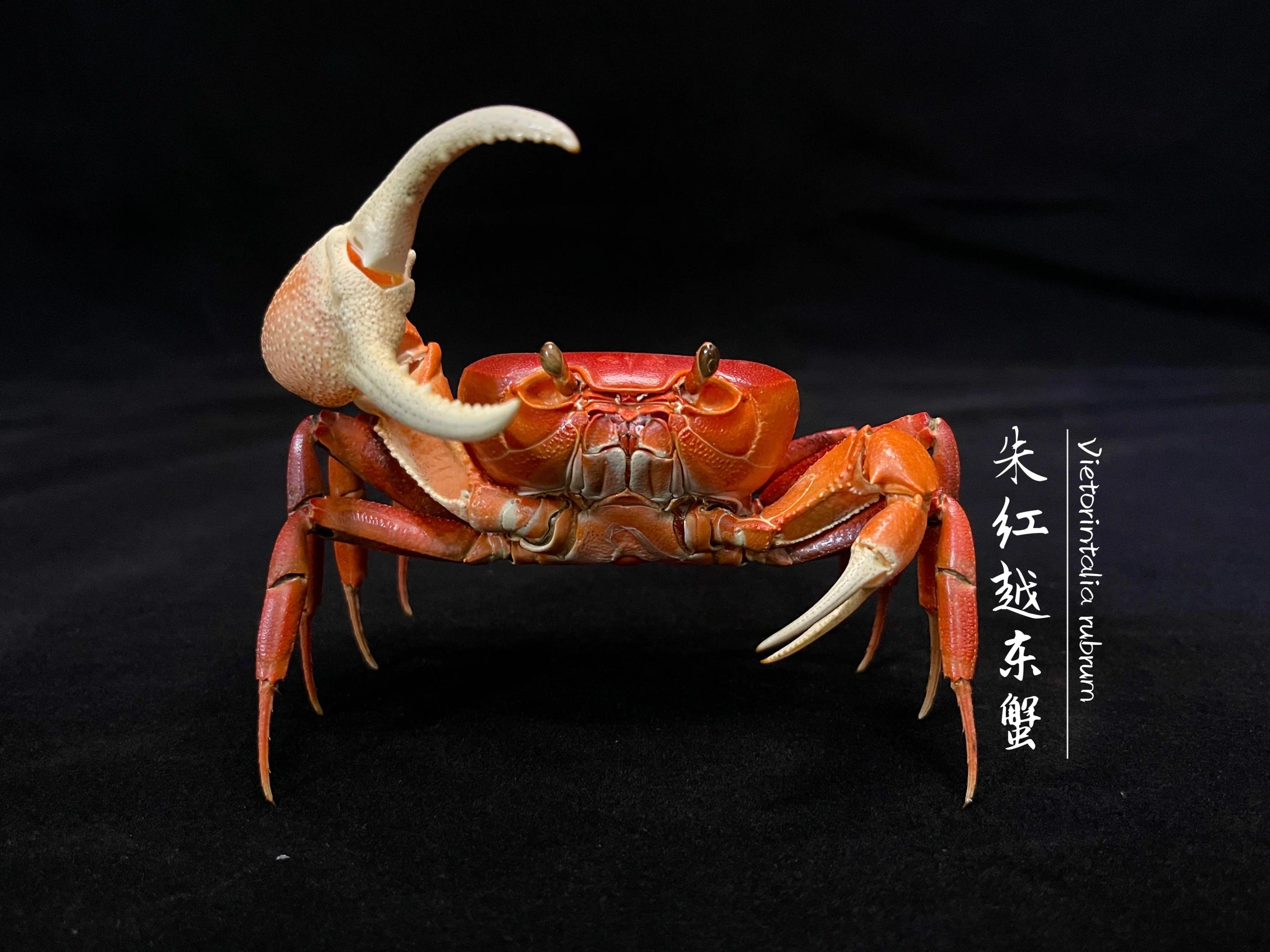 Real Crab Specimen Display Collectible Ocean Decor Desk Ornament 23