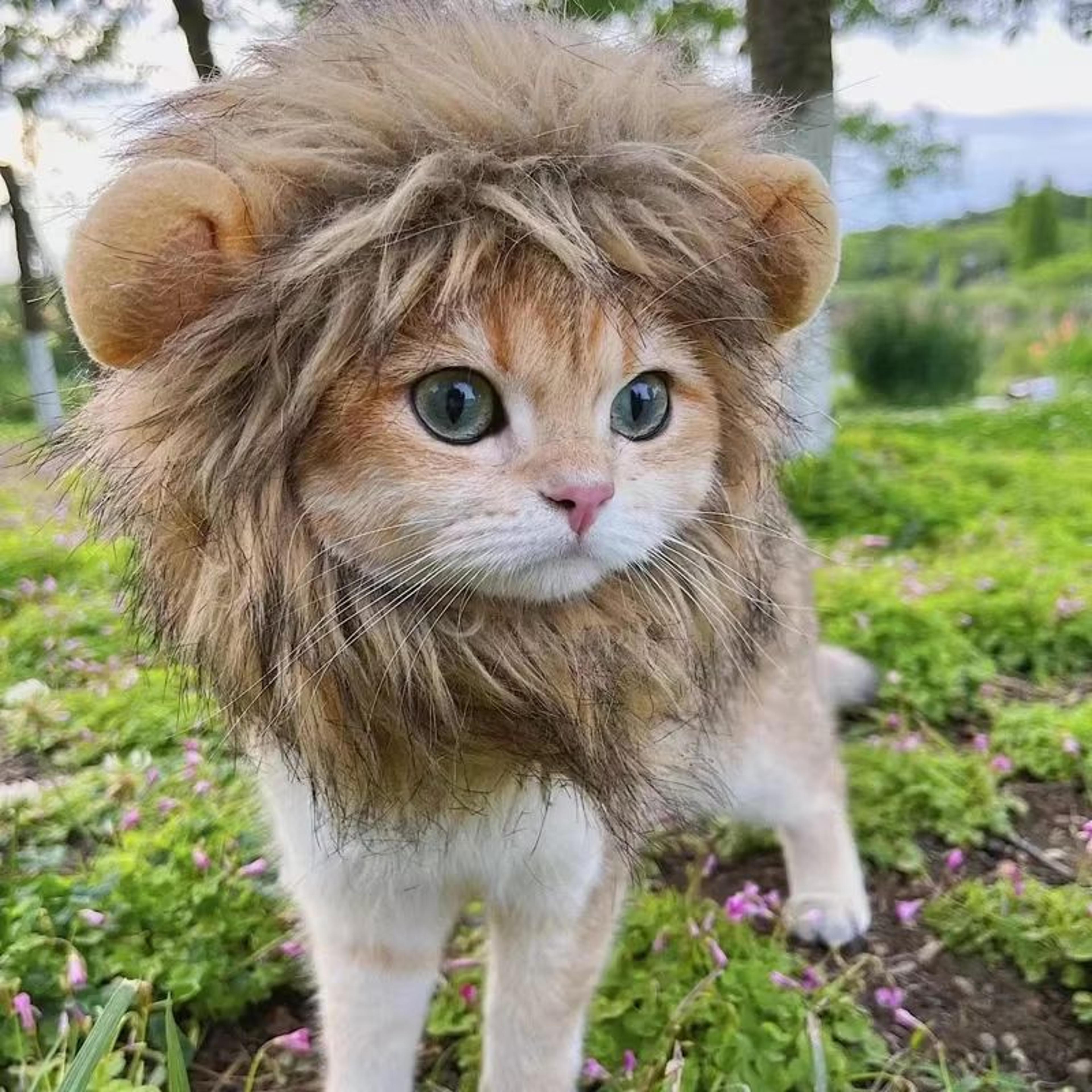 Cute Funny Pet Costume Lion Mane Wig Hat With Ears For Cats And Small Dogs 2