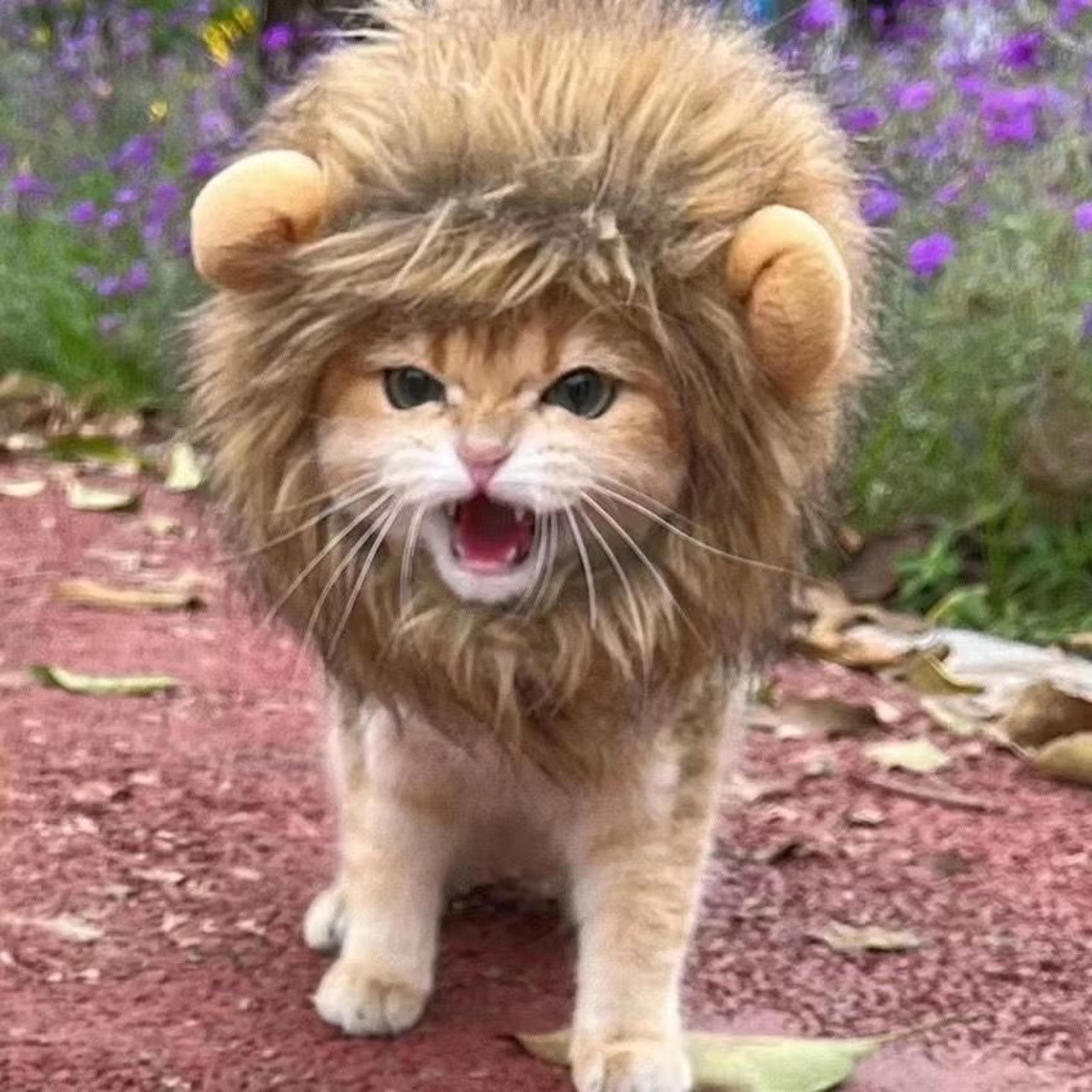 Cute Funny Pet Costume Lion Mane Wig Hat With Ears For Cats And Small Dogs 3