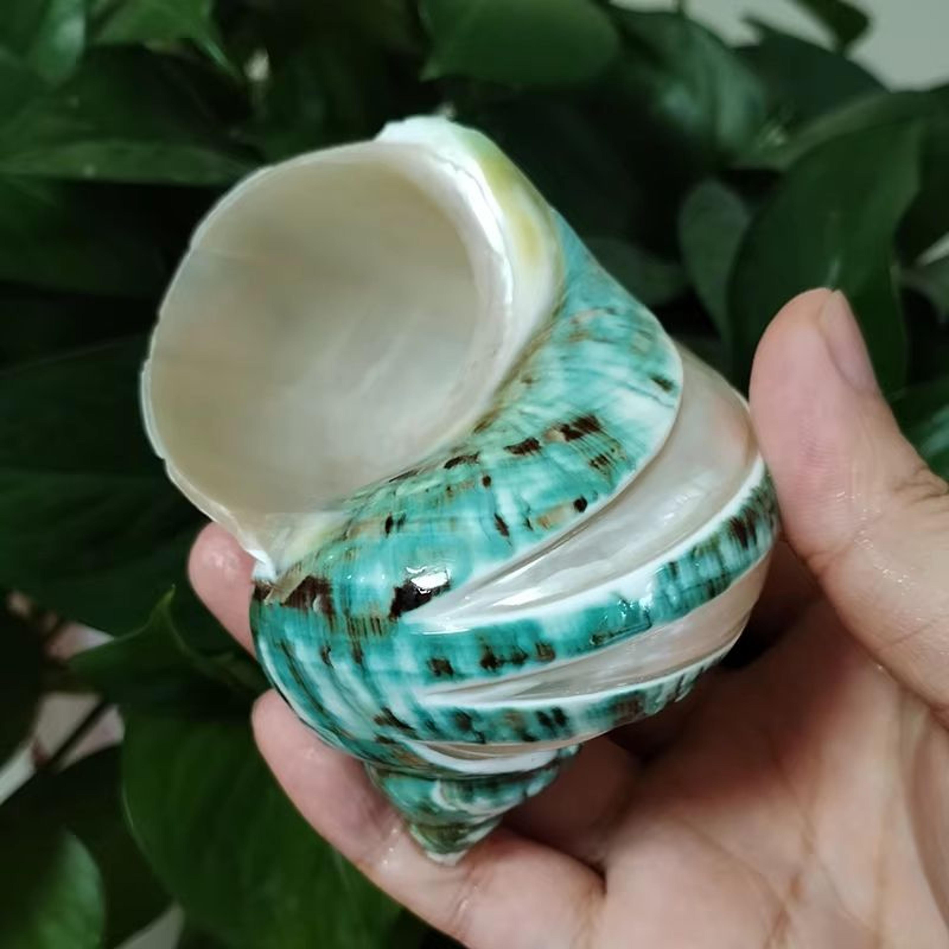 Large Natural Turbo Seashell Hermit Crab Shell Green Blue Coastal Decor Accent 1