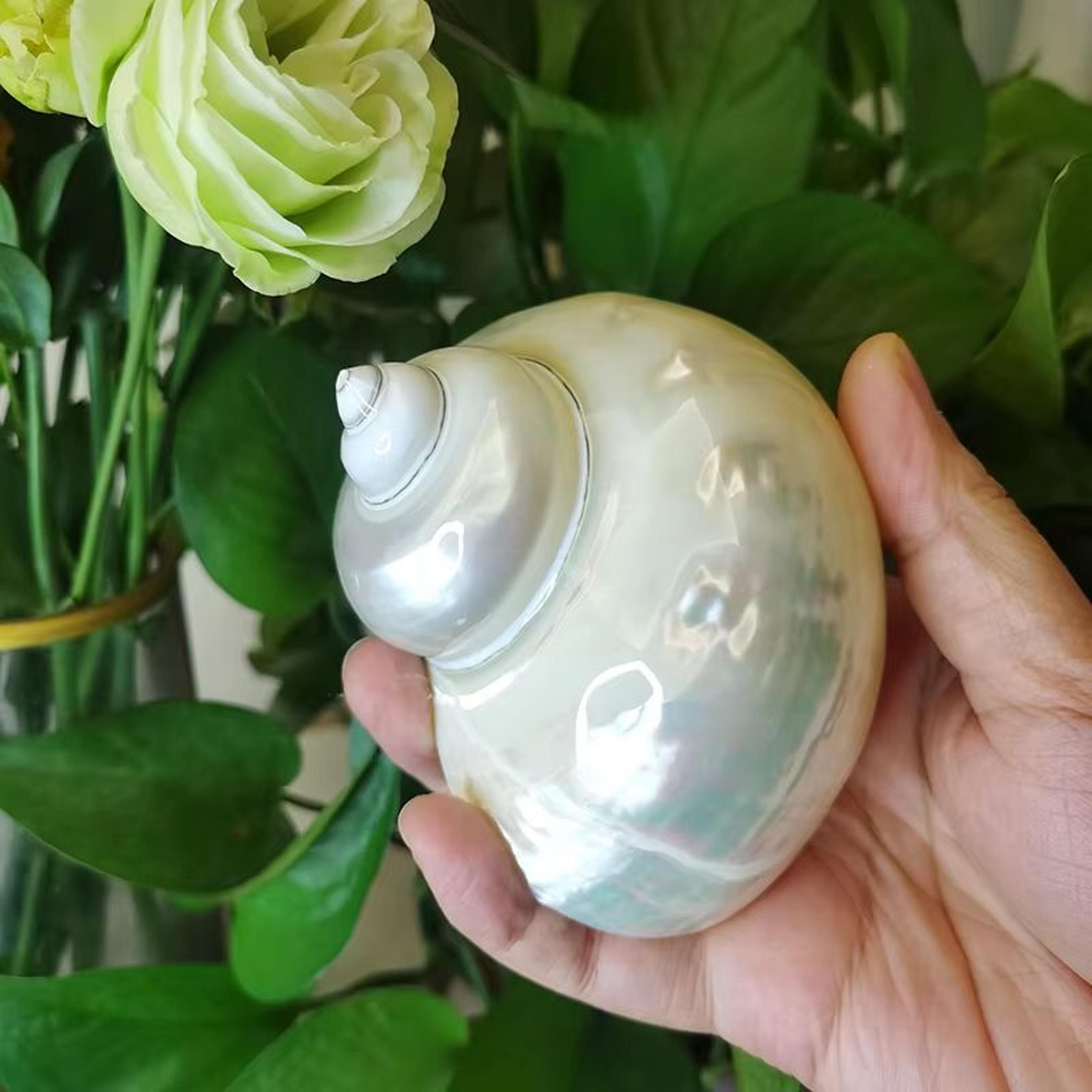 Large Natural Turbo Seashell Hermit Crab Shell Green Blue Coastal Decor Accent 3