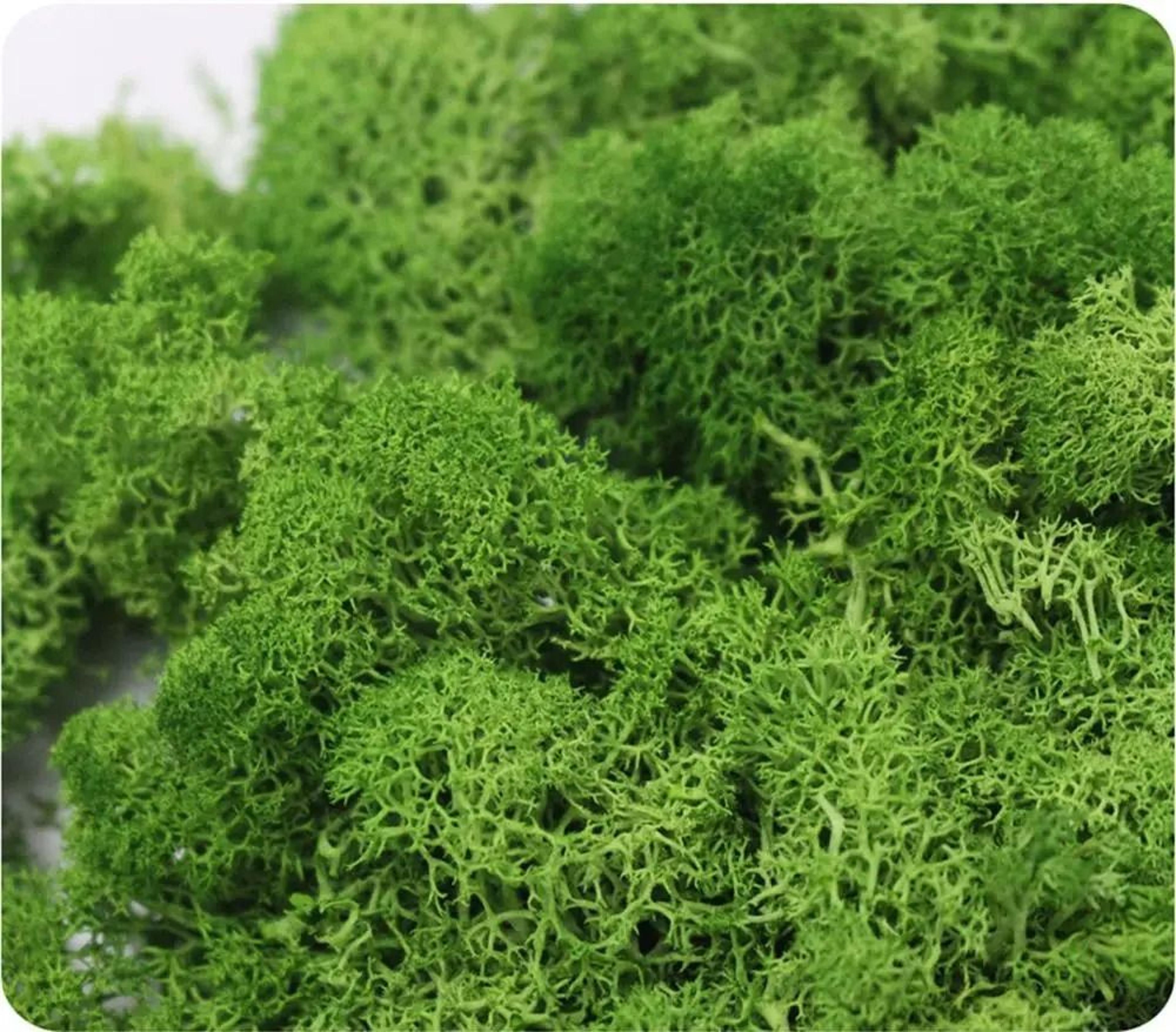 Artificial Moss Wall Decor Eternal Life DIY Micro Landscape Craft Material 3
