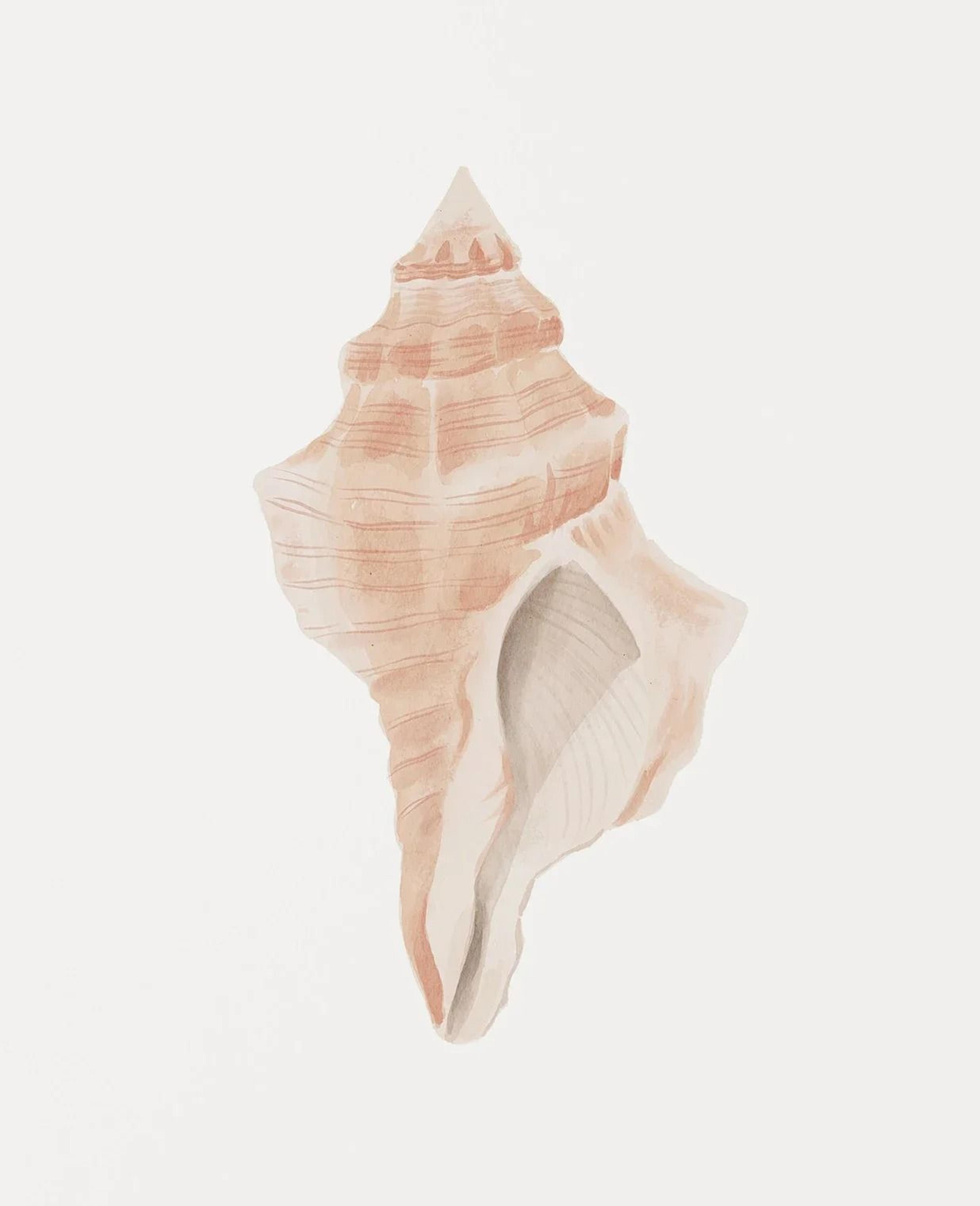 Watercolor Sea Shell Wall Art Canvas Set Starfish Coastal Prints For Living Room Decor 8