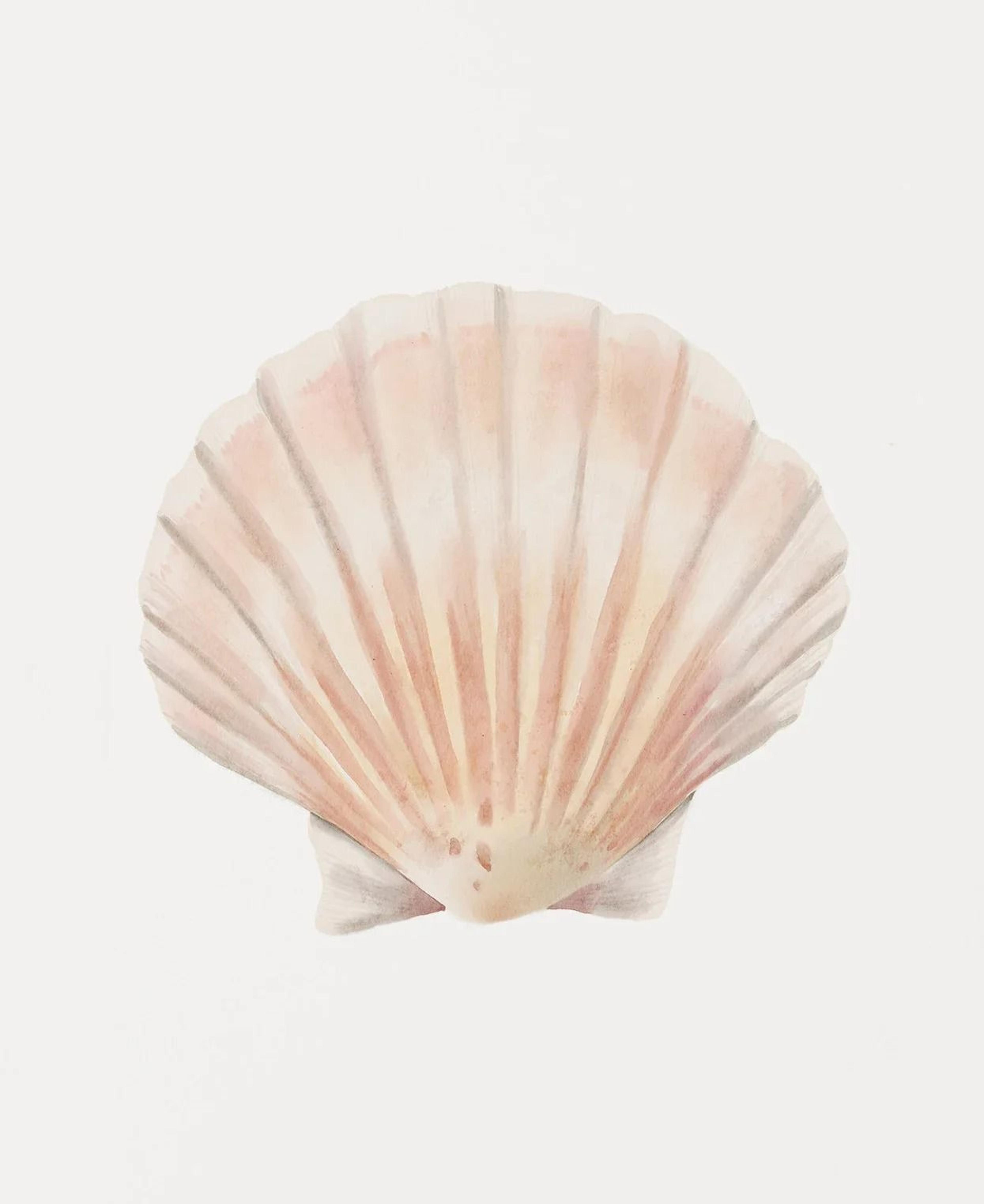 Watercolor Sea Shell Wall Art Canvas Set Starfish Coastal Prints For Living Room Decor 11