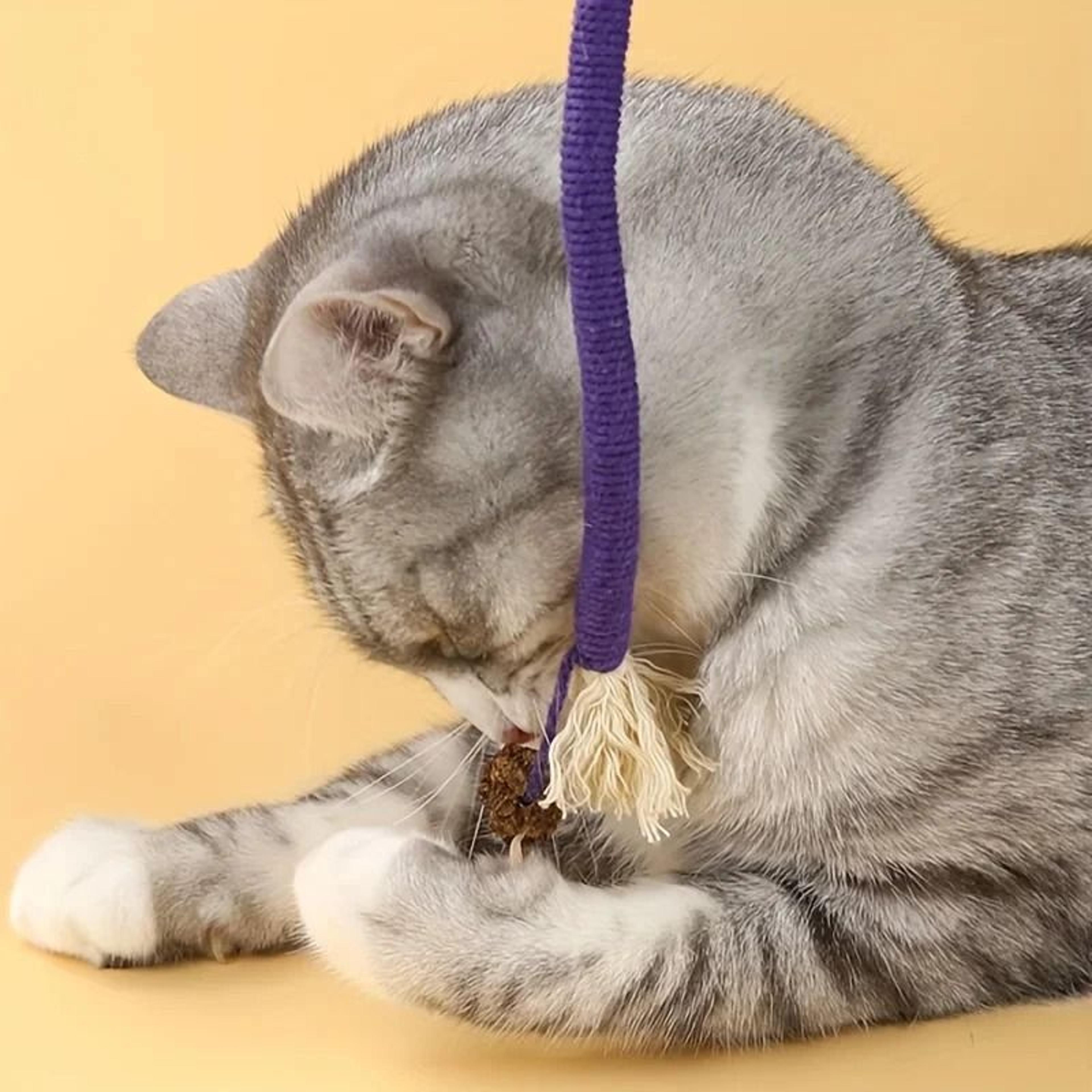 Silvervine Cat Teaser Rope Toy For Dental Chewing  Interactive Play 5