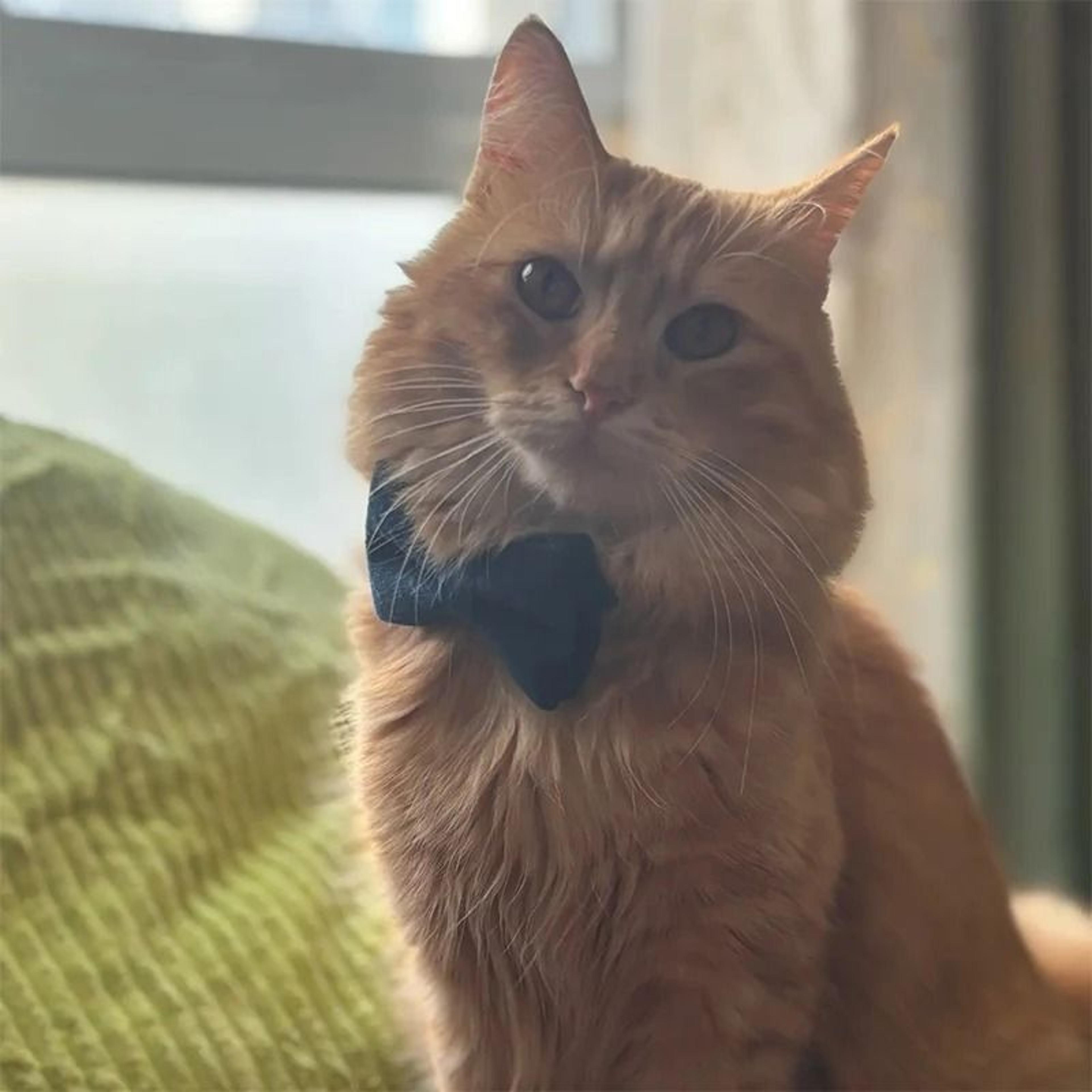 ElegantPaws Personalized Bowknot Cat Collar With Free Custom Engraving 4