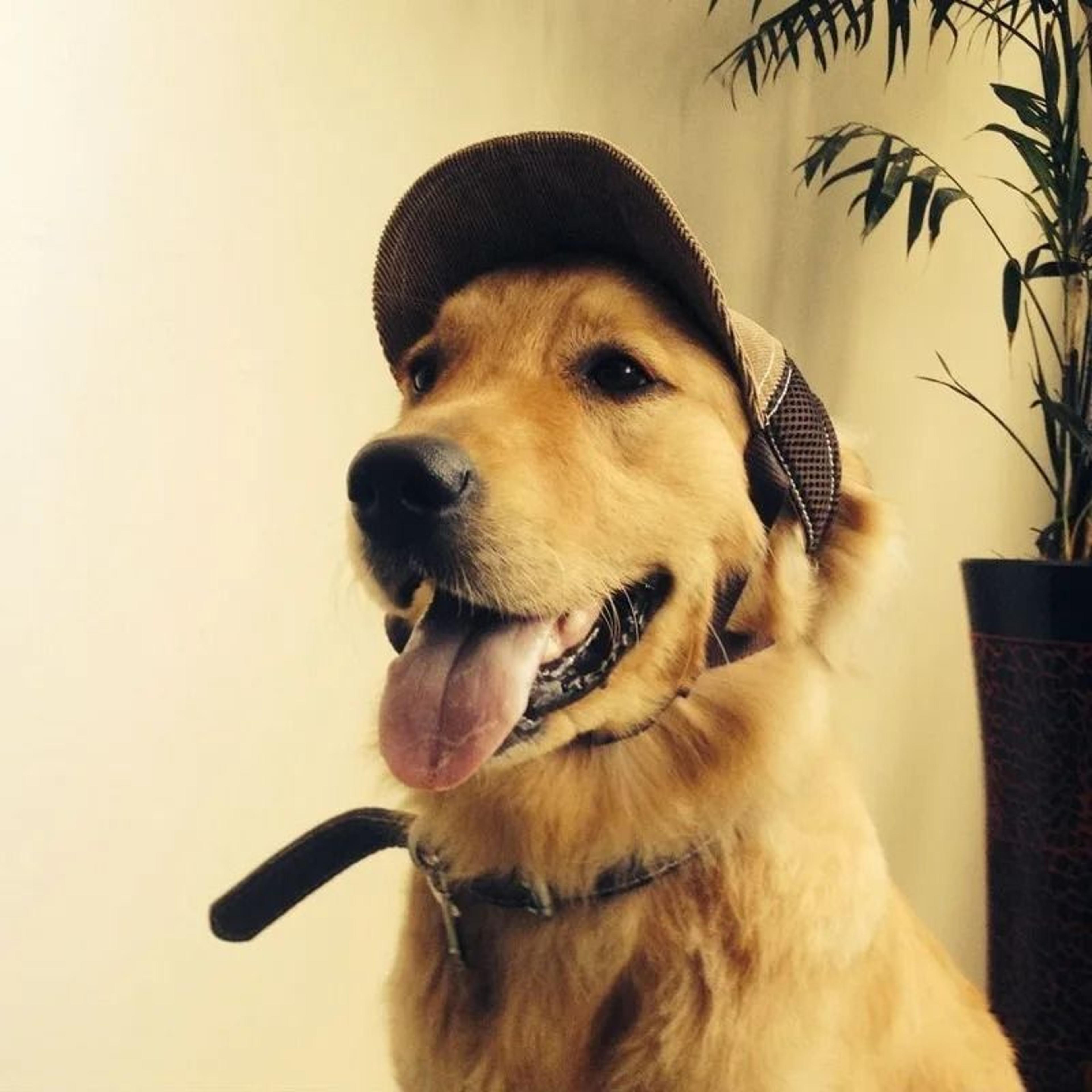 adjustable pet outdoor sun visor mesh baseball cap