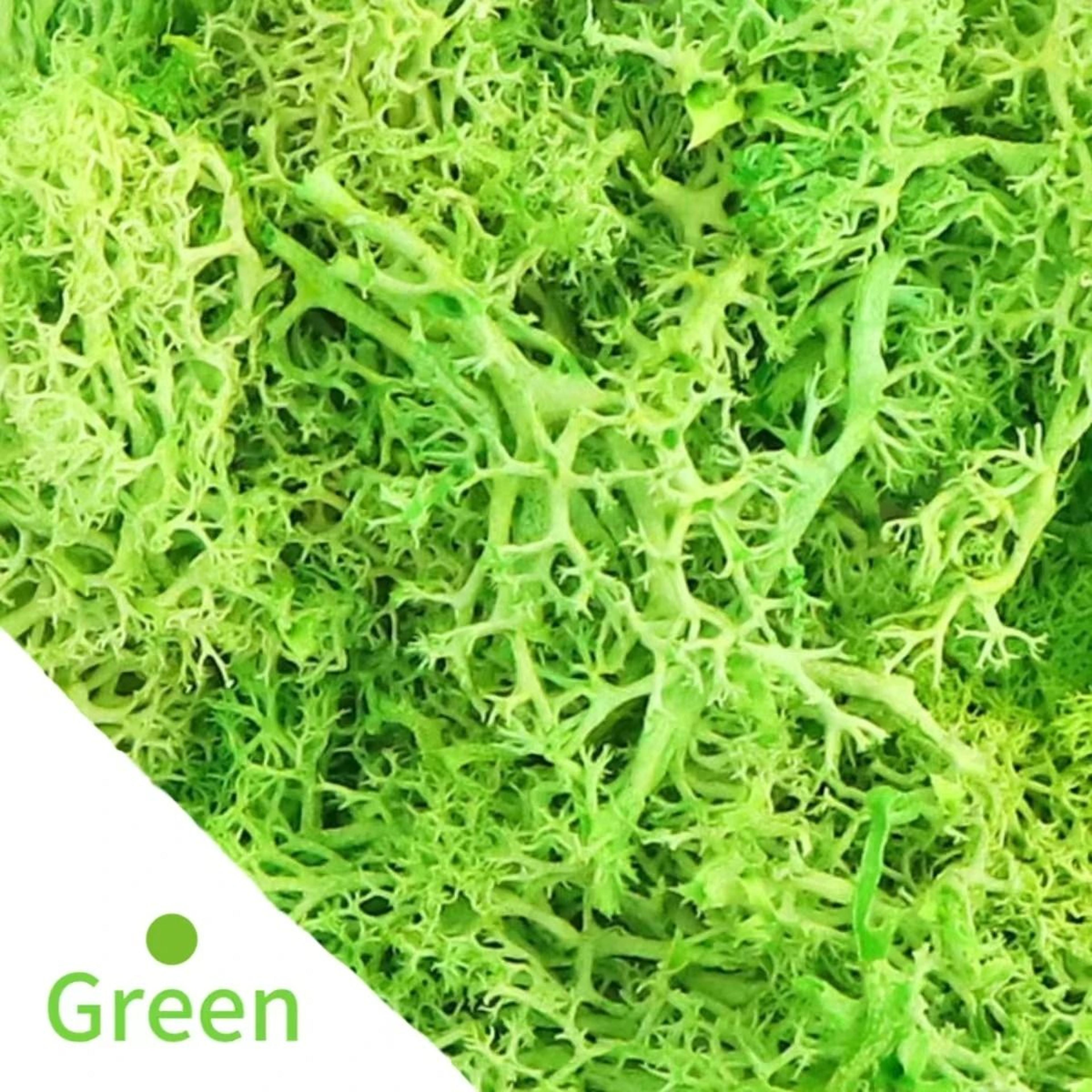 Natural Green Moss Simulation  Eternal Life Moss For Micro Landscapes  DIY Terrarium  Fairy Garden  7