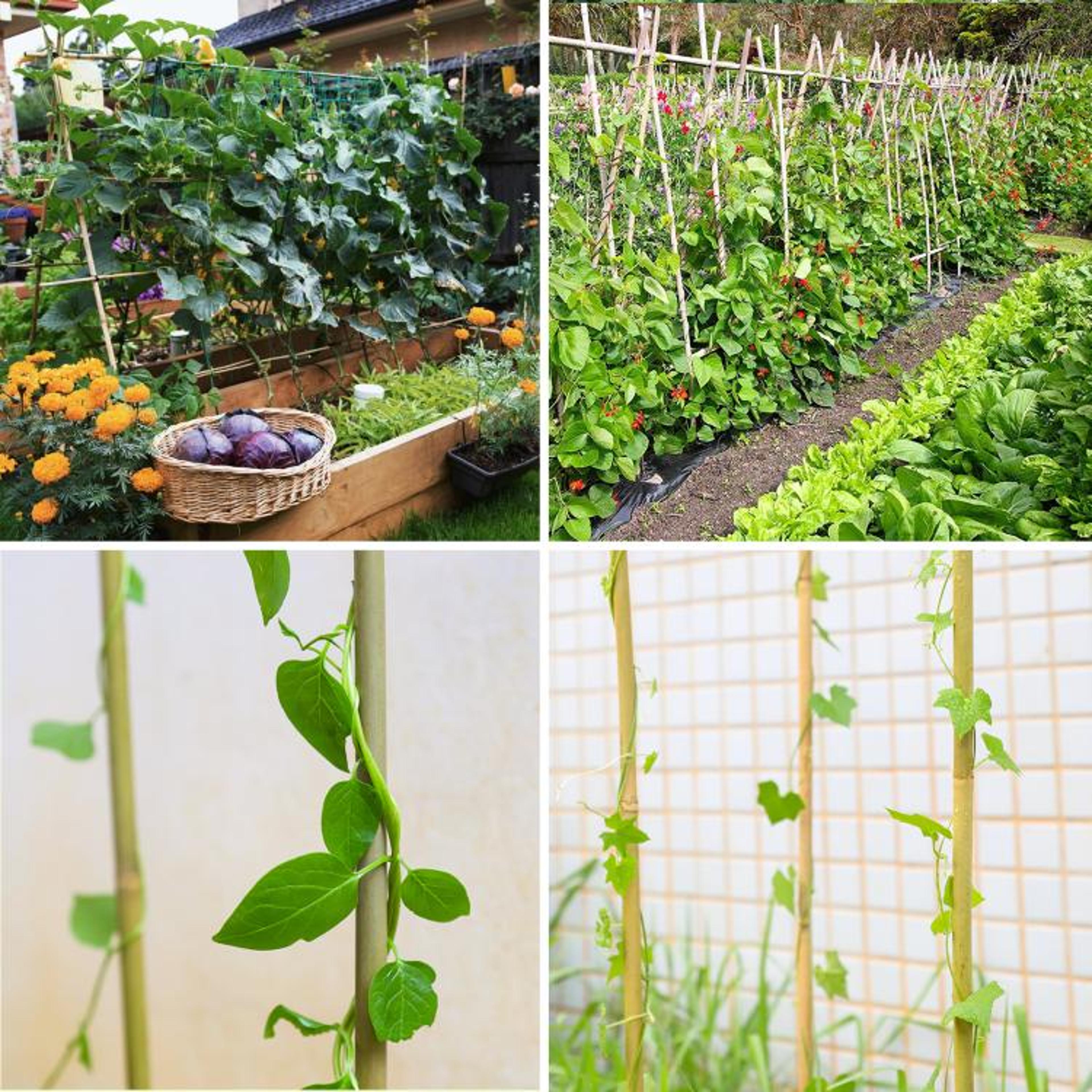 Natural Bamboo Plant Stakes 4 Ft Garden Support Poles 4