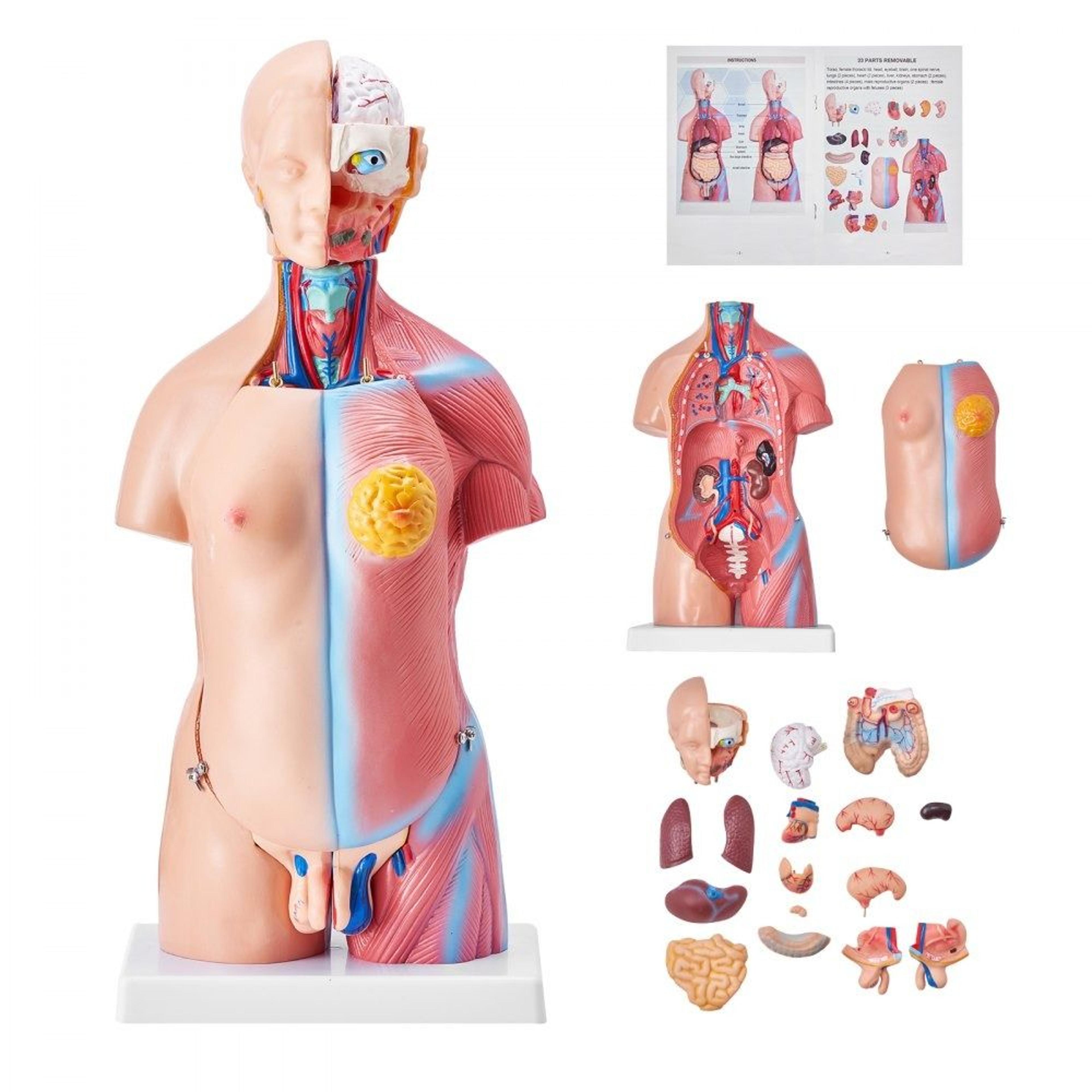 23 part human torso anatomy model with removable organs for hands on medical and science learning