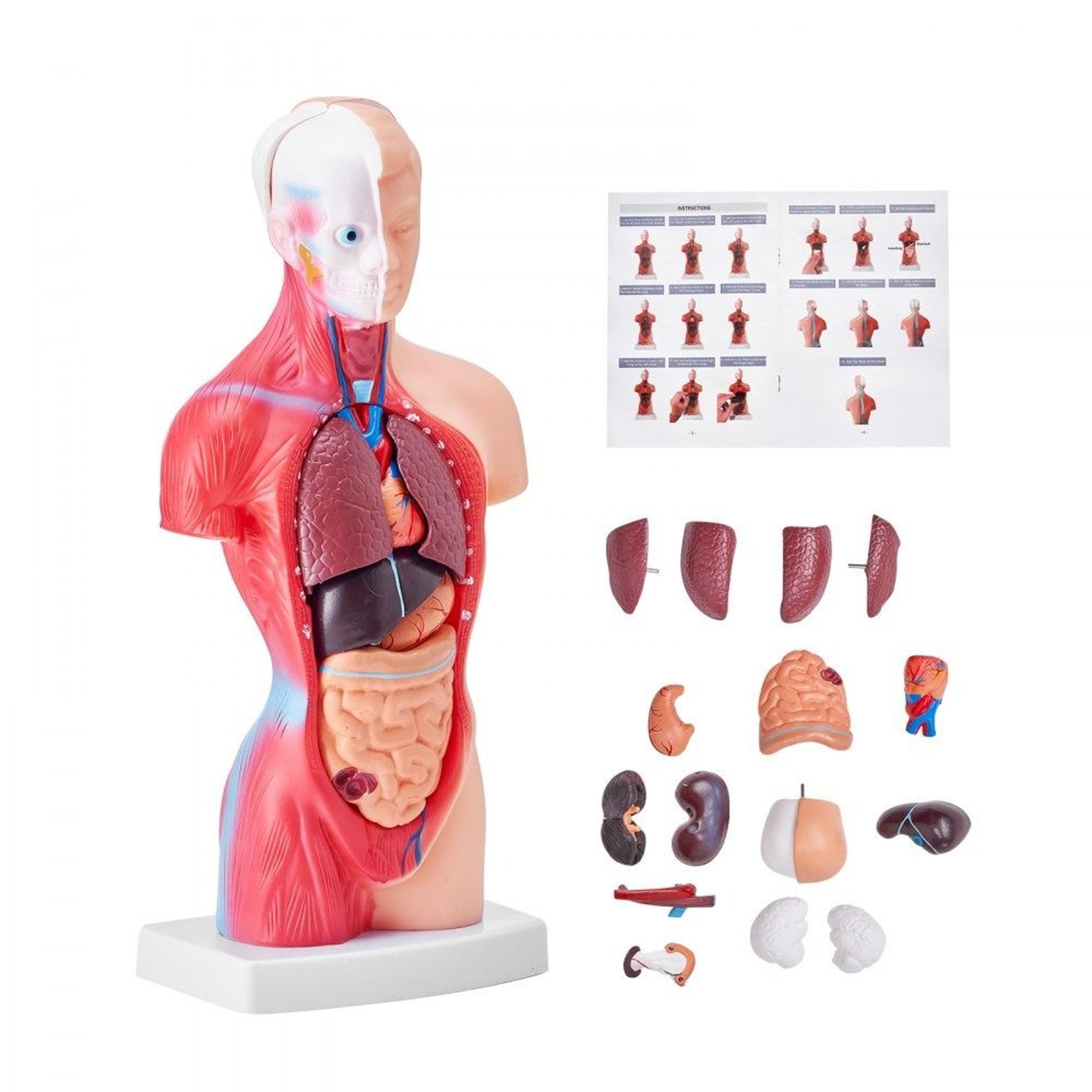 15 part human torso anatomy model with removable organs for interactive learning