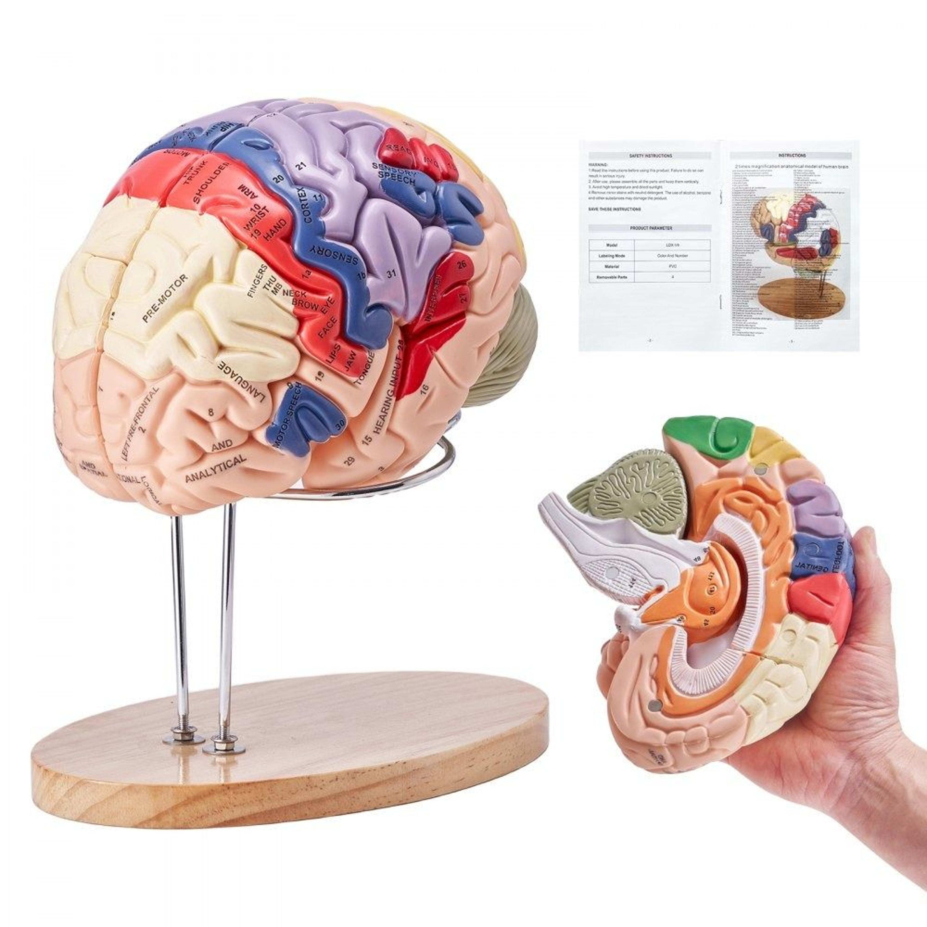 2x life size human brain anatomy model 4 part detachable medical teaching model
