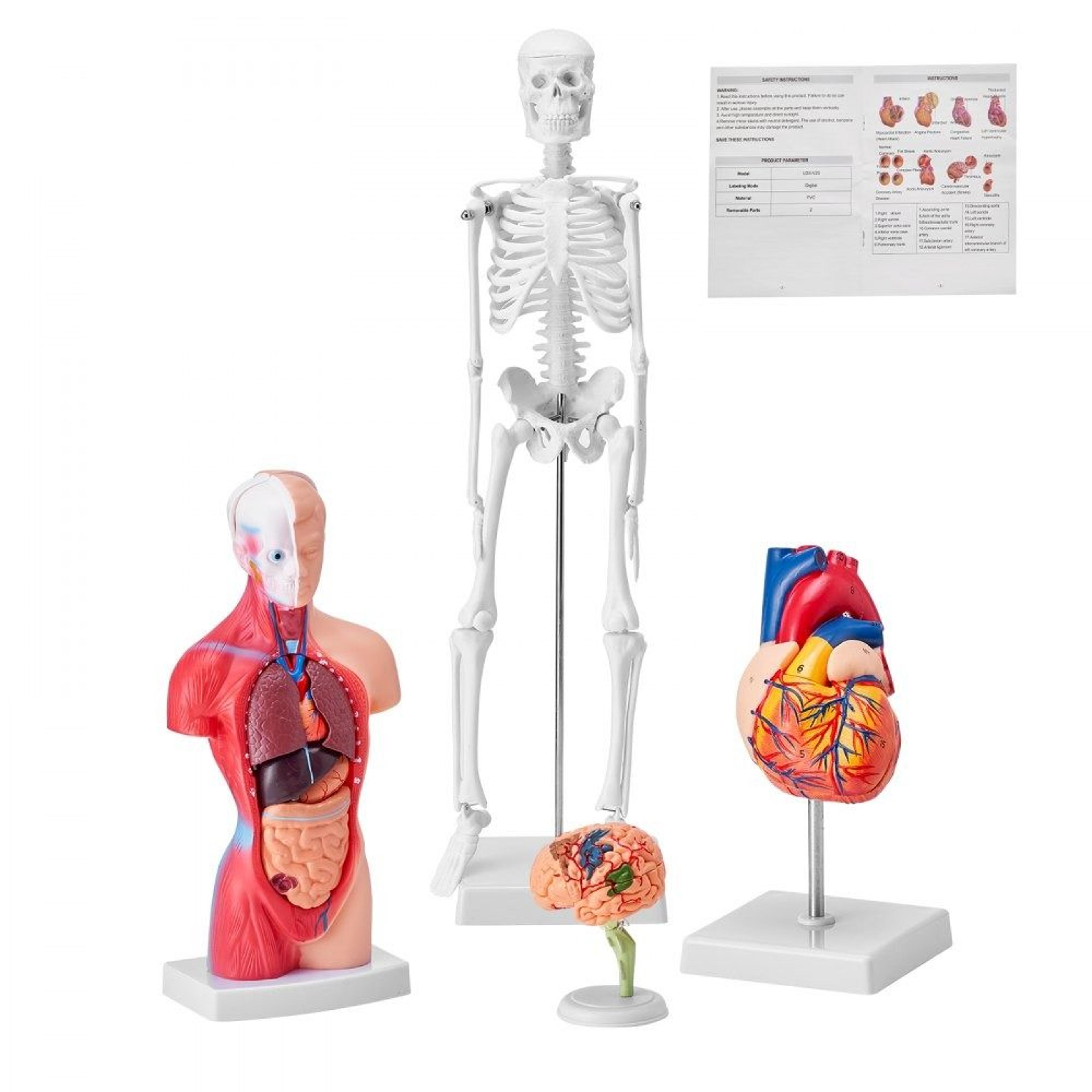 human anatomy model set with brain torso heart and skeleton 3d educational study kit