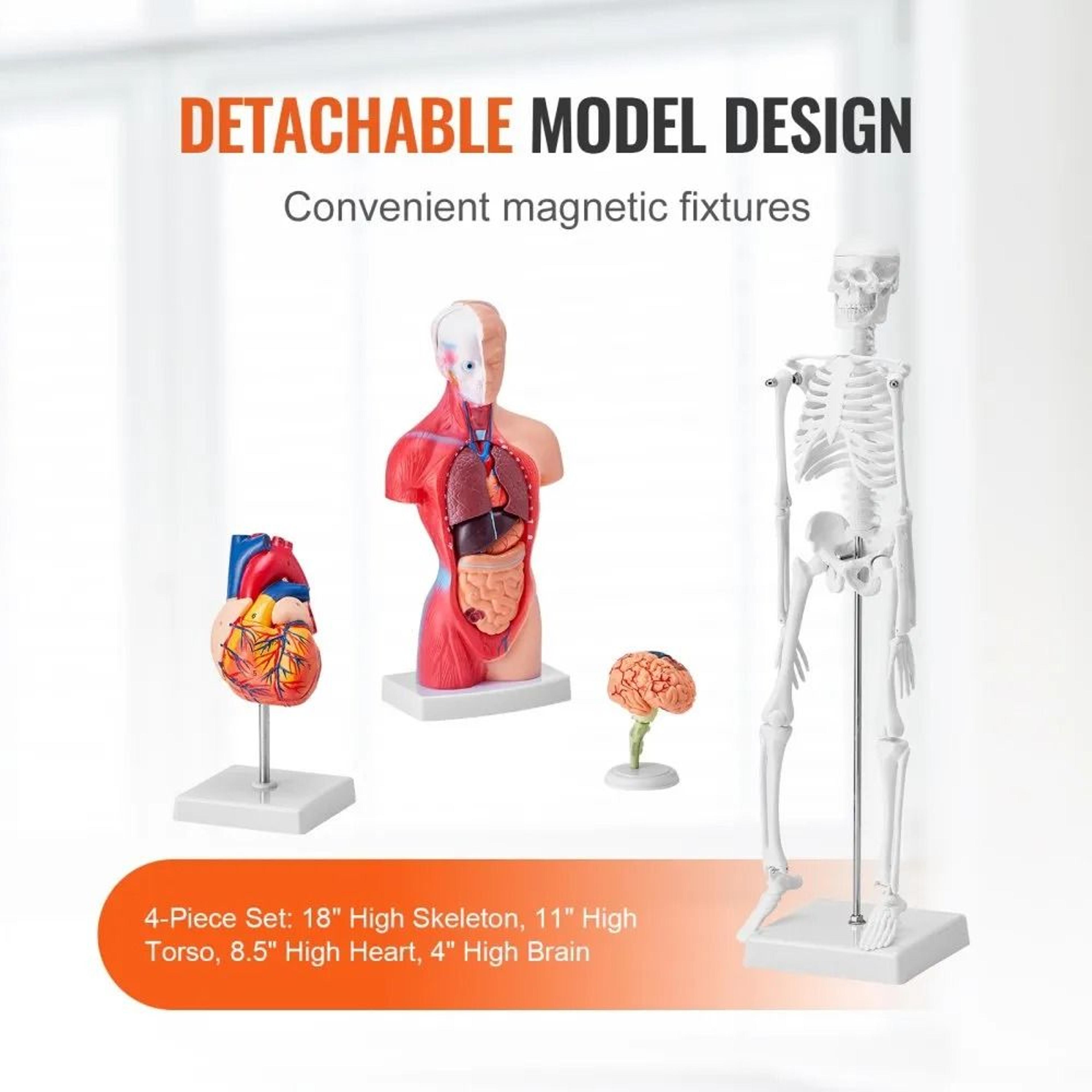 Human Anatomy Model Set With Brain Torso Heart And Skeleton 3D Educational Study Kit 5