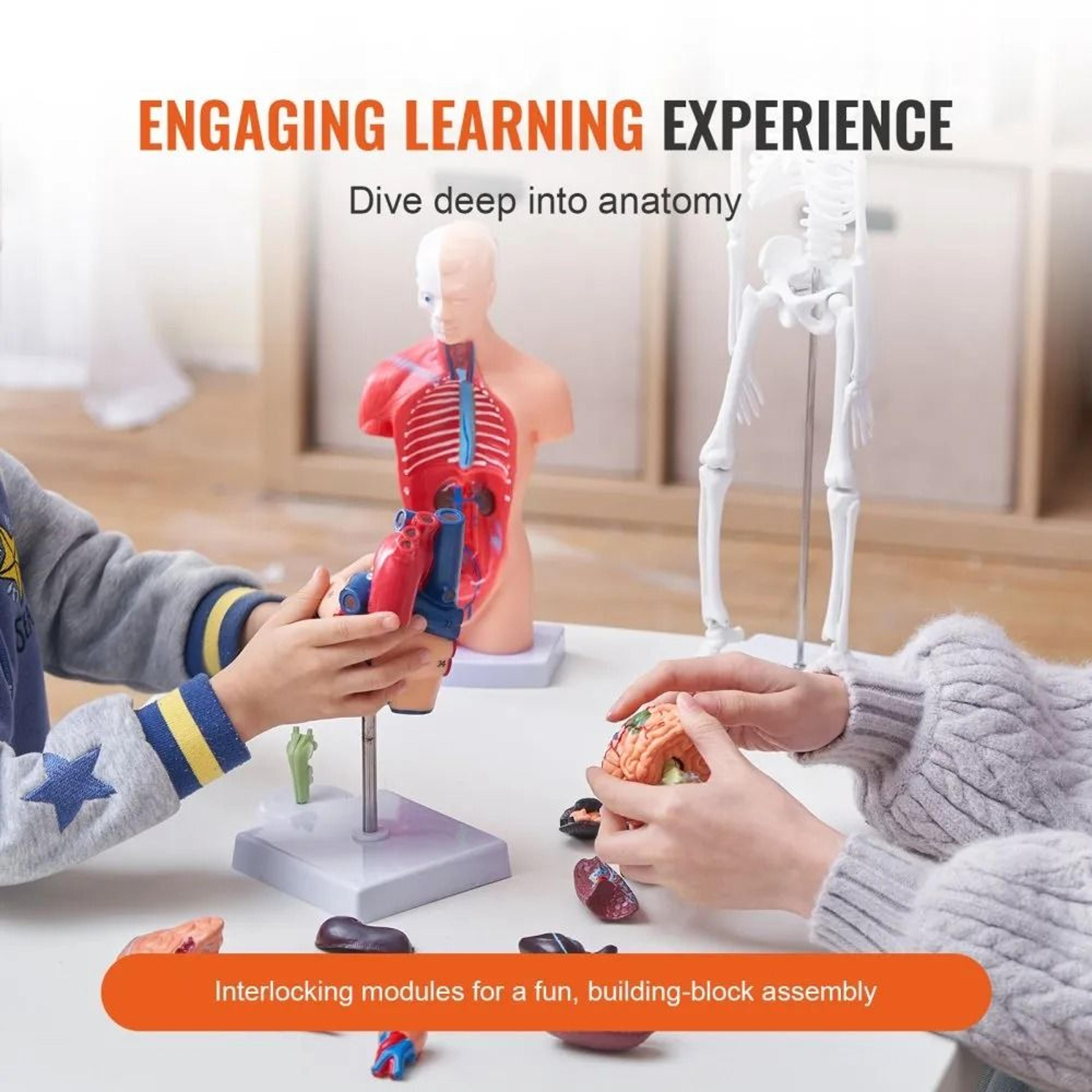 Human Anatomy Model Set With Brain Torso Heart And Skeleton 3D Educational Study Kit 1