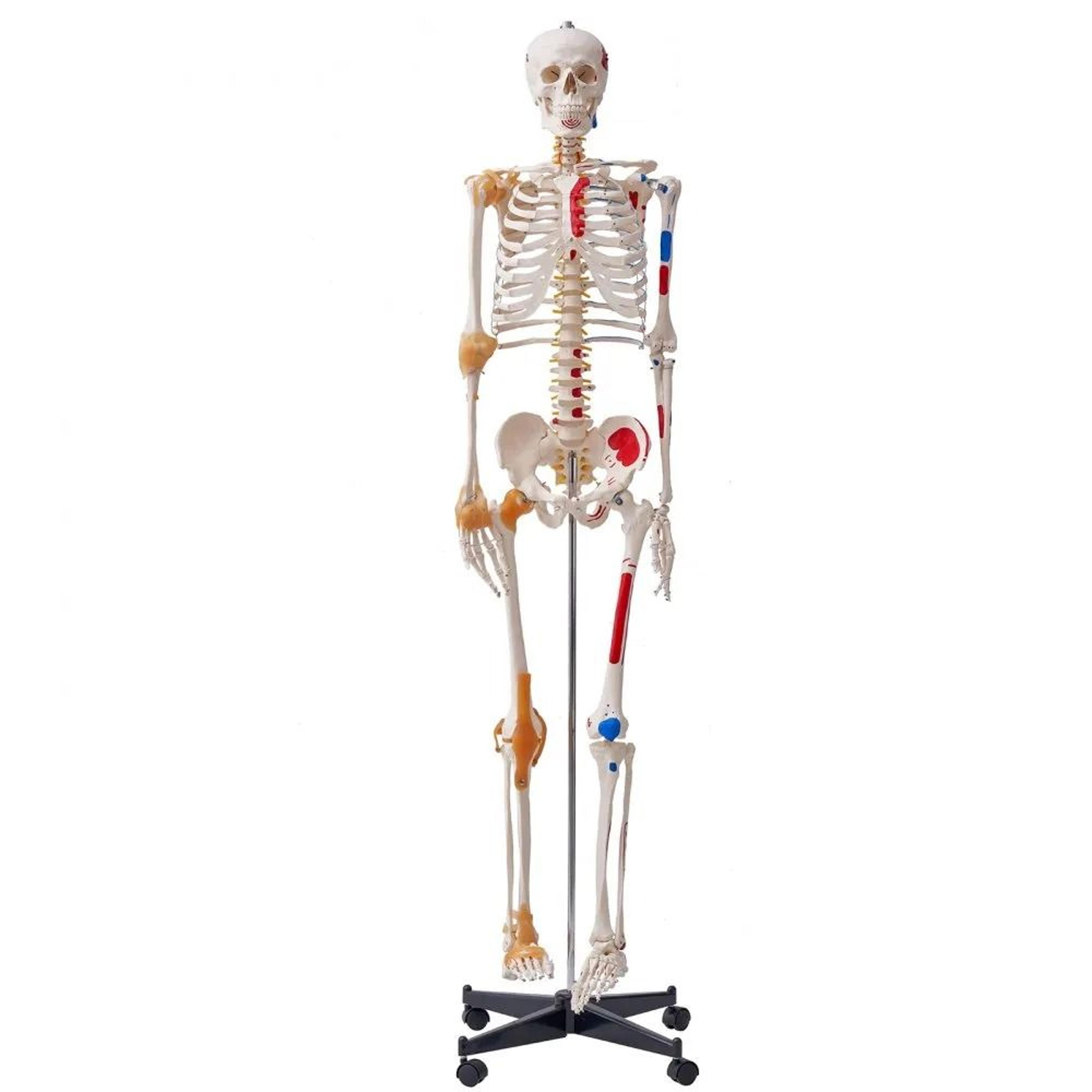 life size human skeleton model with ligaments and movable joints for anatomy teaching