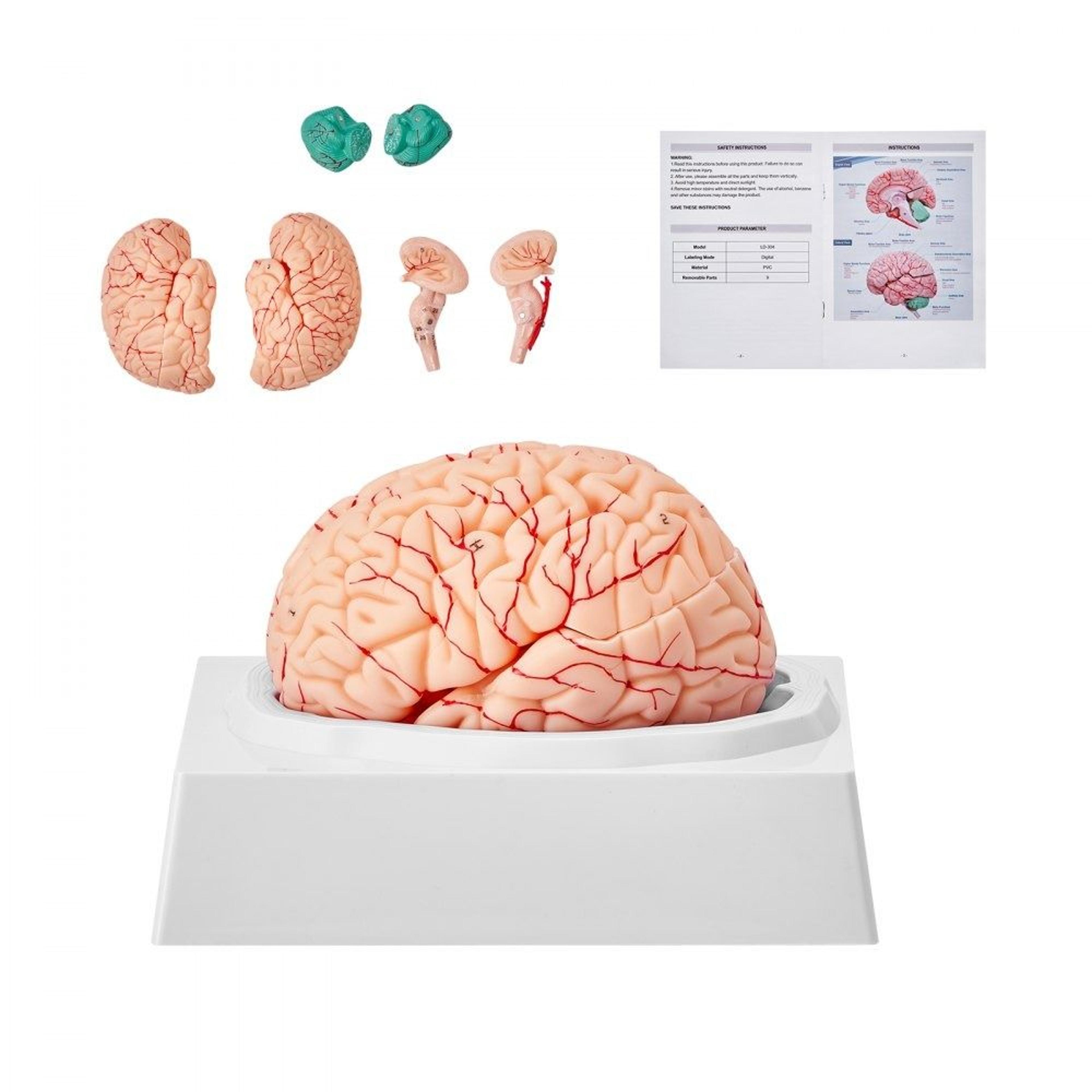 life size human brain anatomy model 9 part detachable 3d brain teaching model with display base