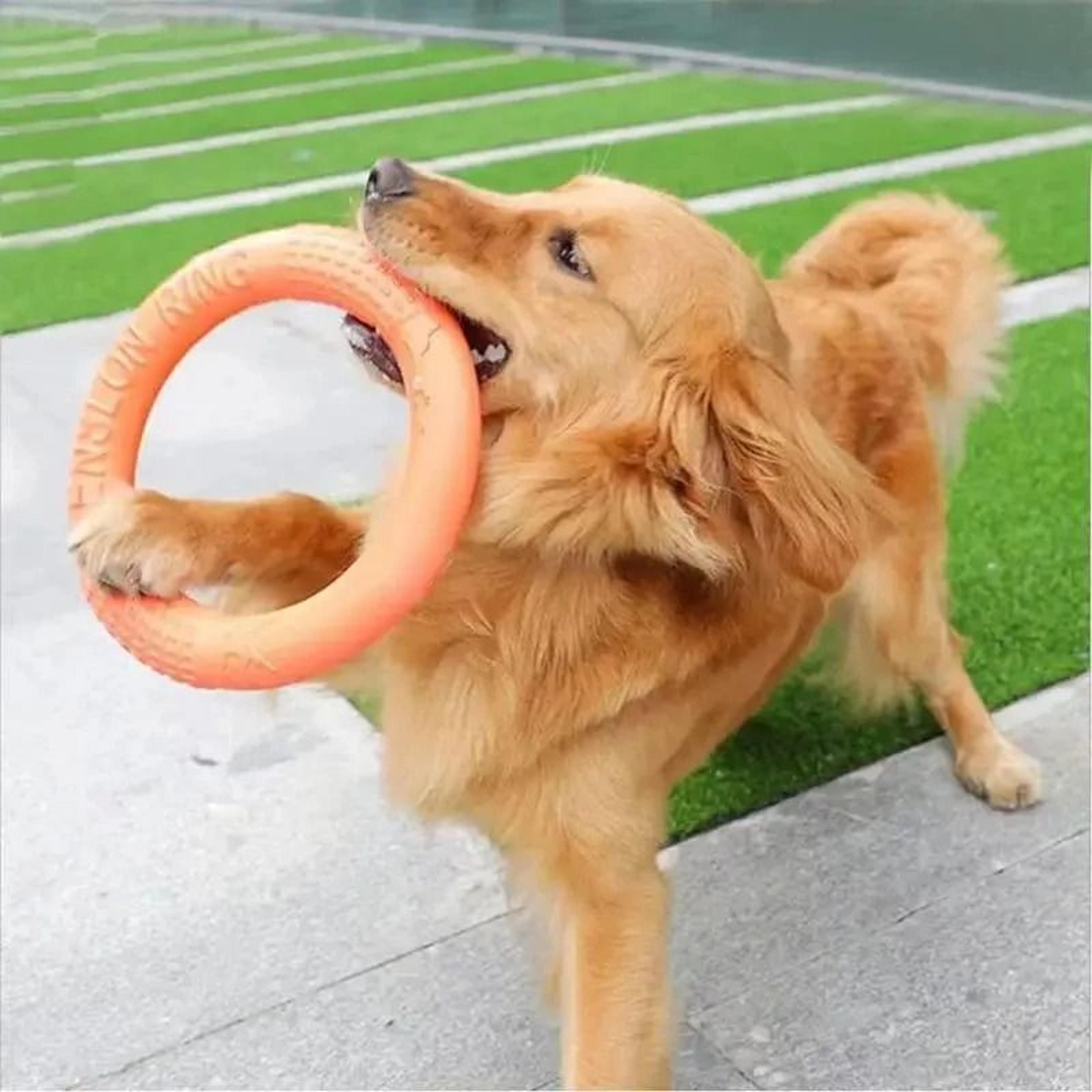 Floating Dog Training Ring Toy 4
