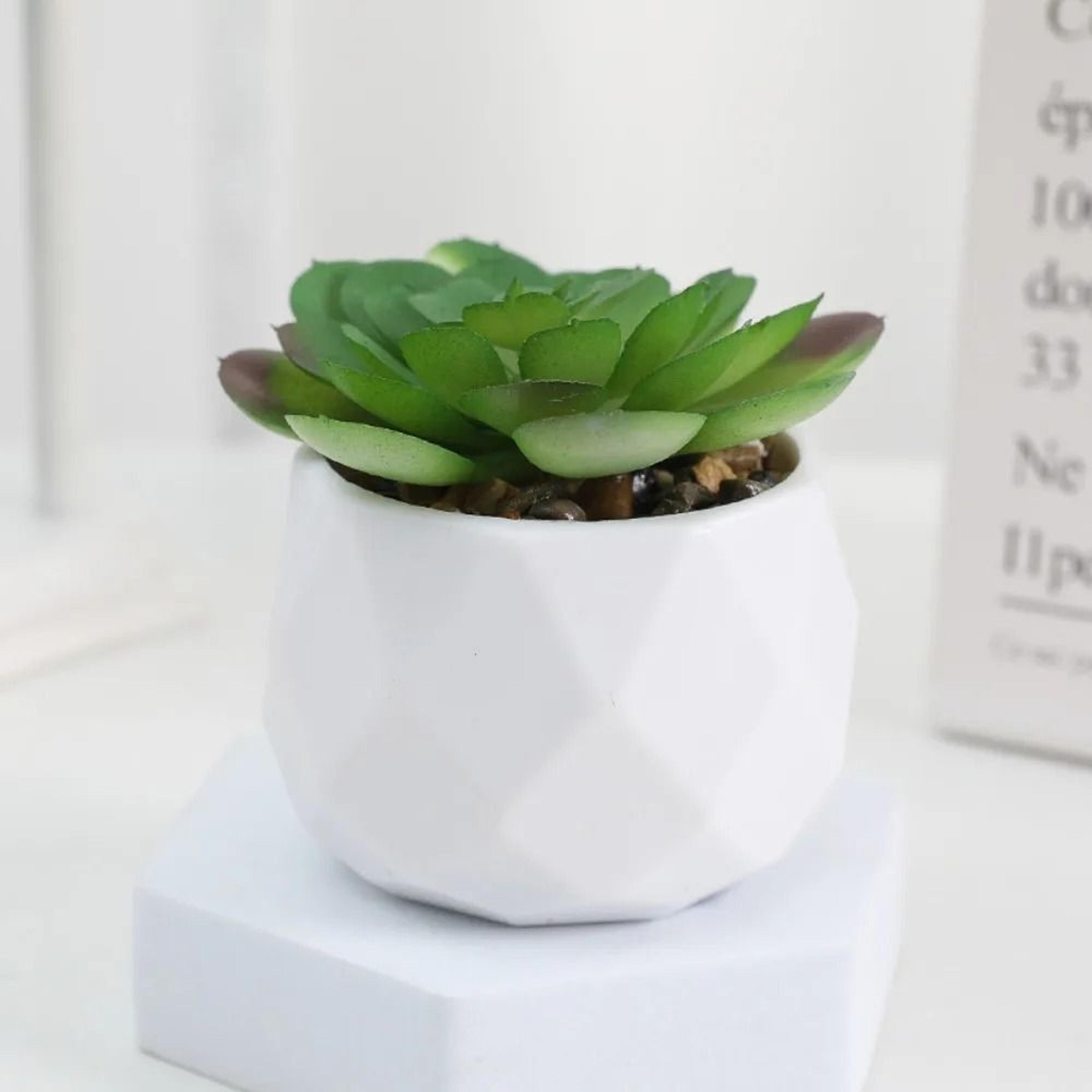 Evergreen Architectural Simulation Succulent Bonsai 13