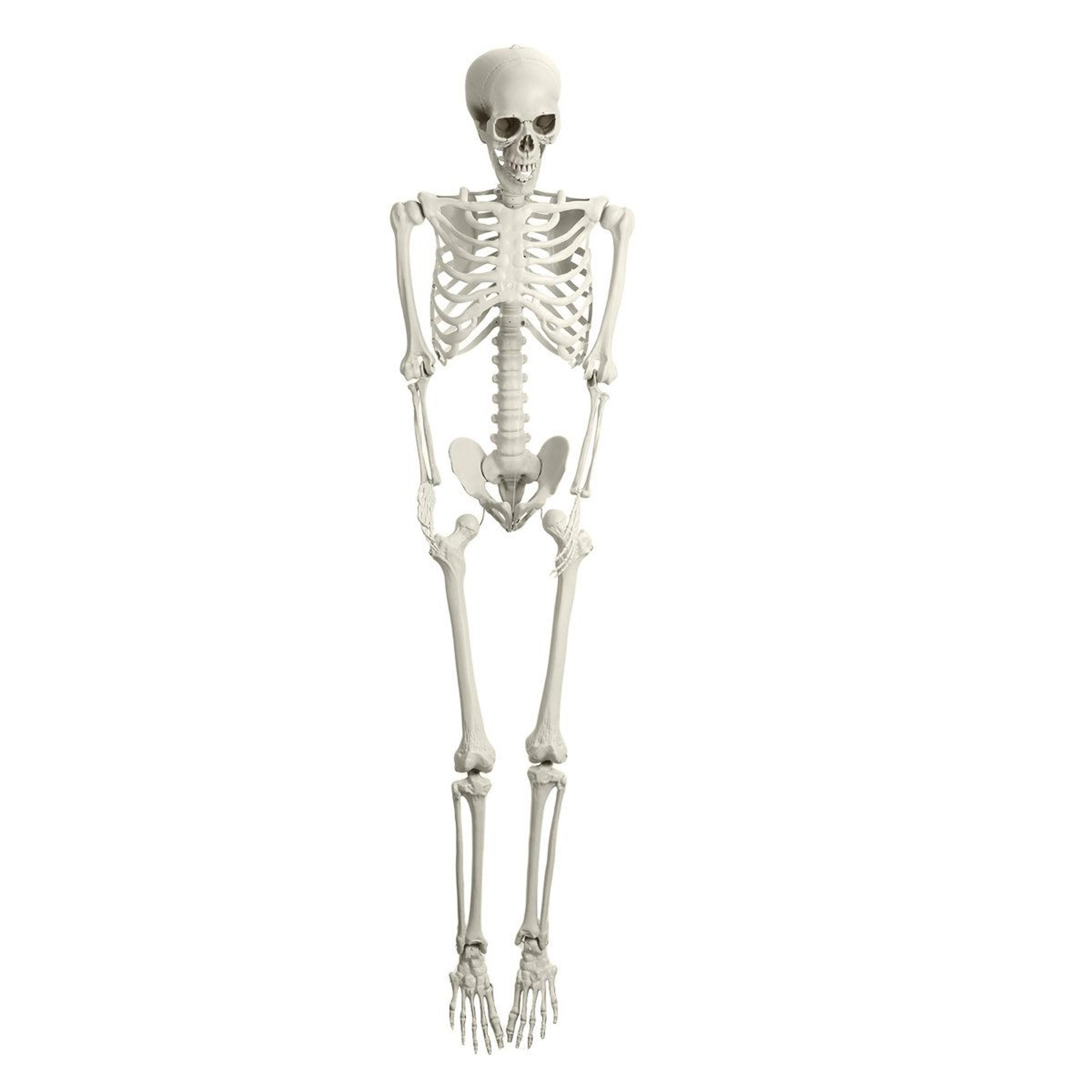 Poseable Halloween Skeleton Prop With Movable Joints And Realistic Bones 3