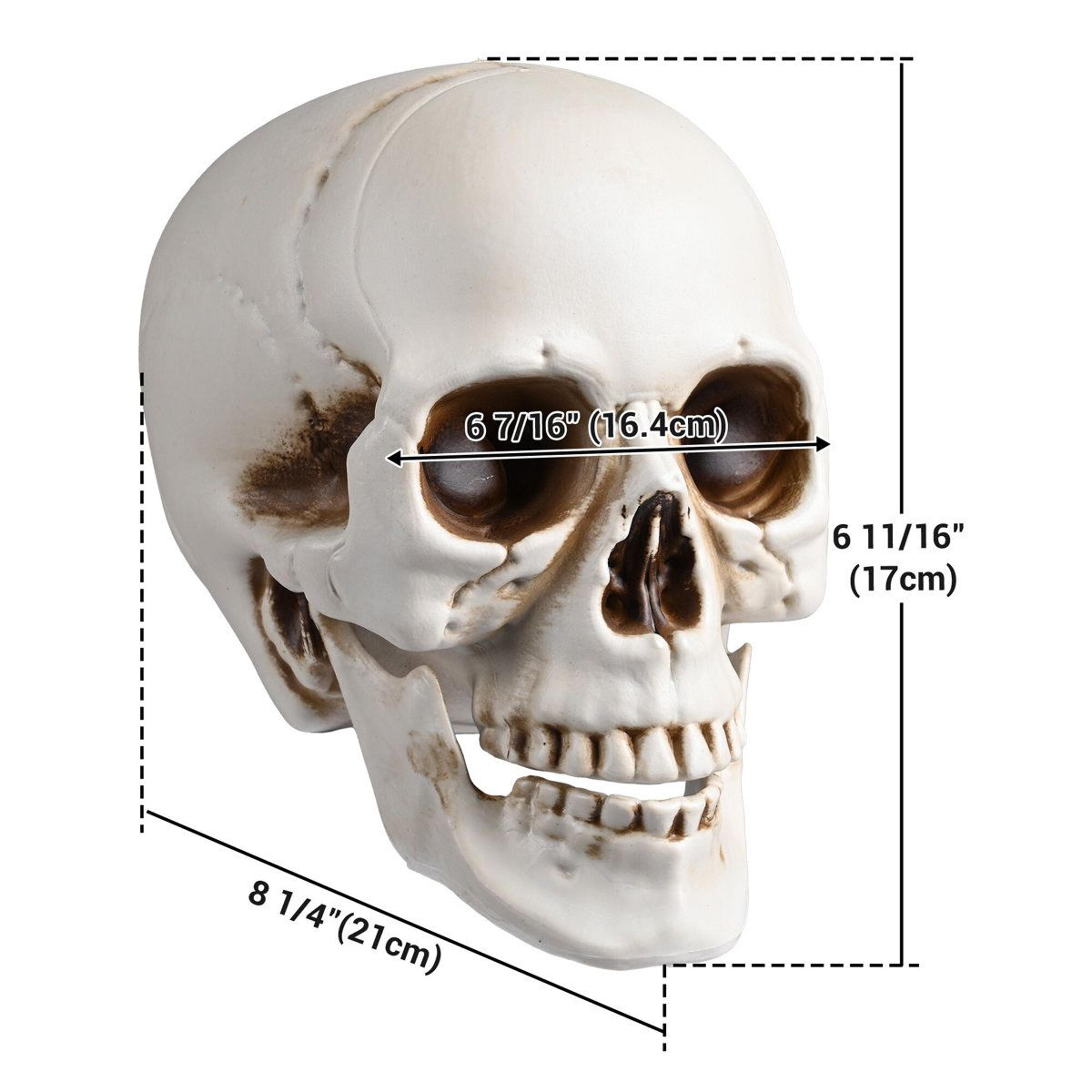 4 Piece Realistic Halloween Skull Decorations With Movable Jaws 6