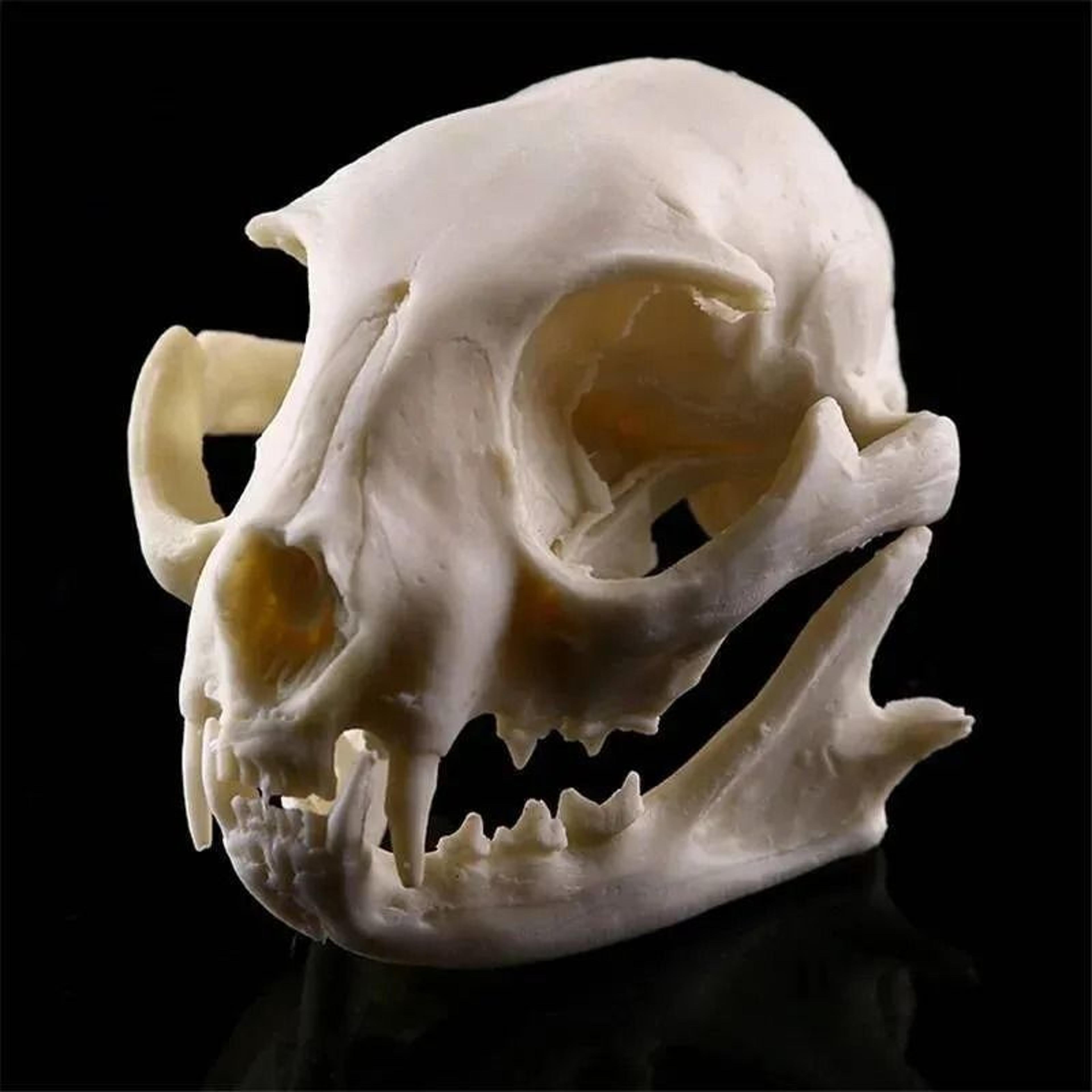 realistic cat skull resin model for halloween and home decor