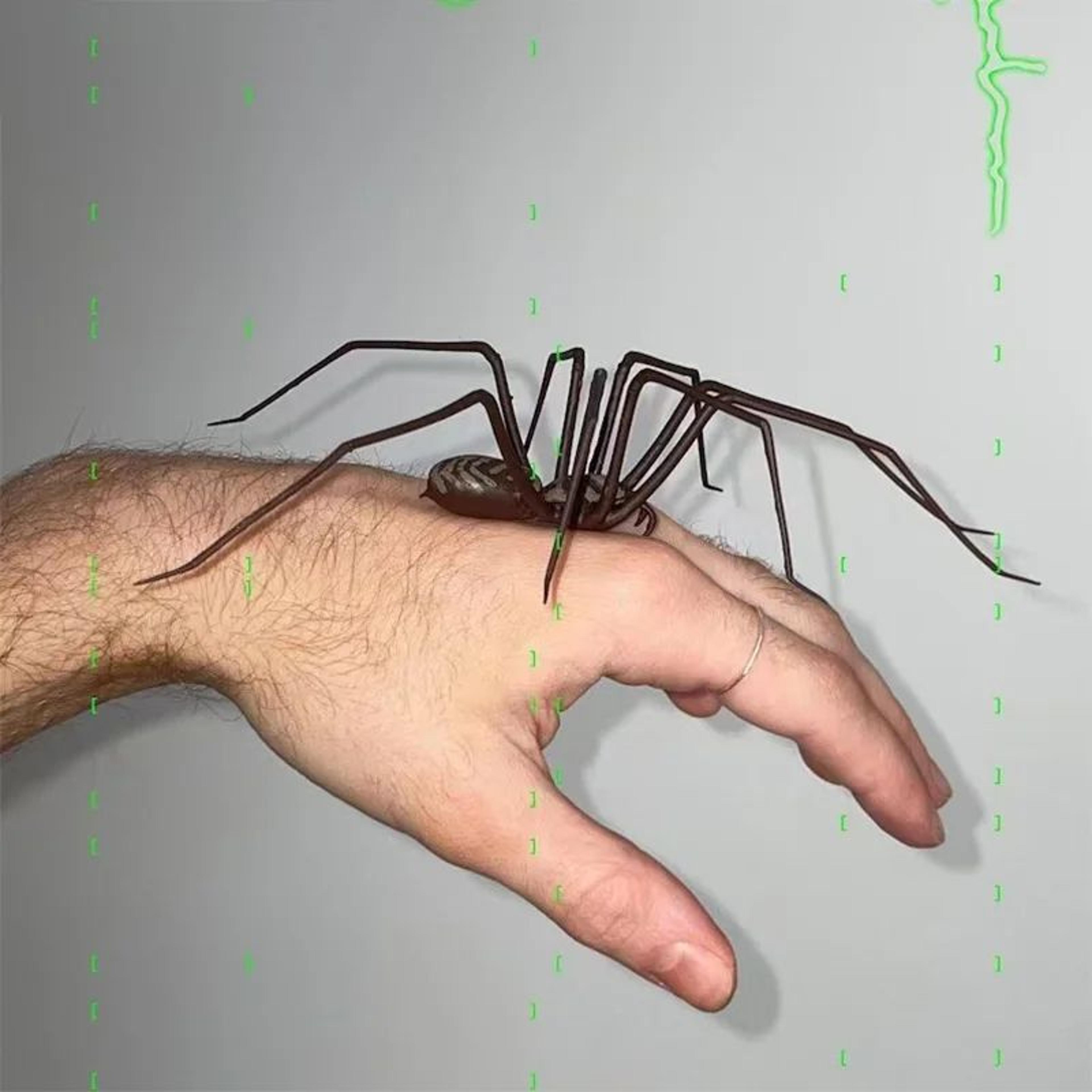 Realistic Spider Fridge Magnets  Fun Novelty Magnetic Home  Garage Decor 1