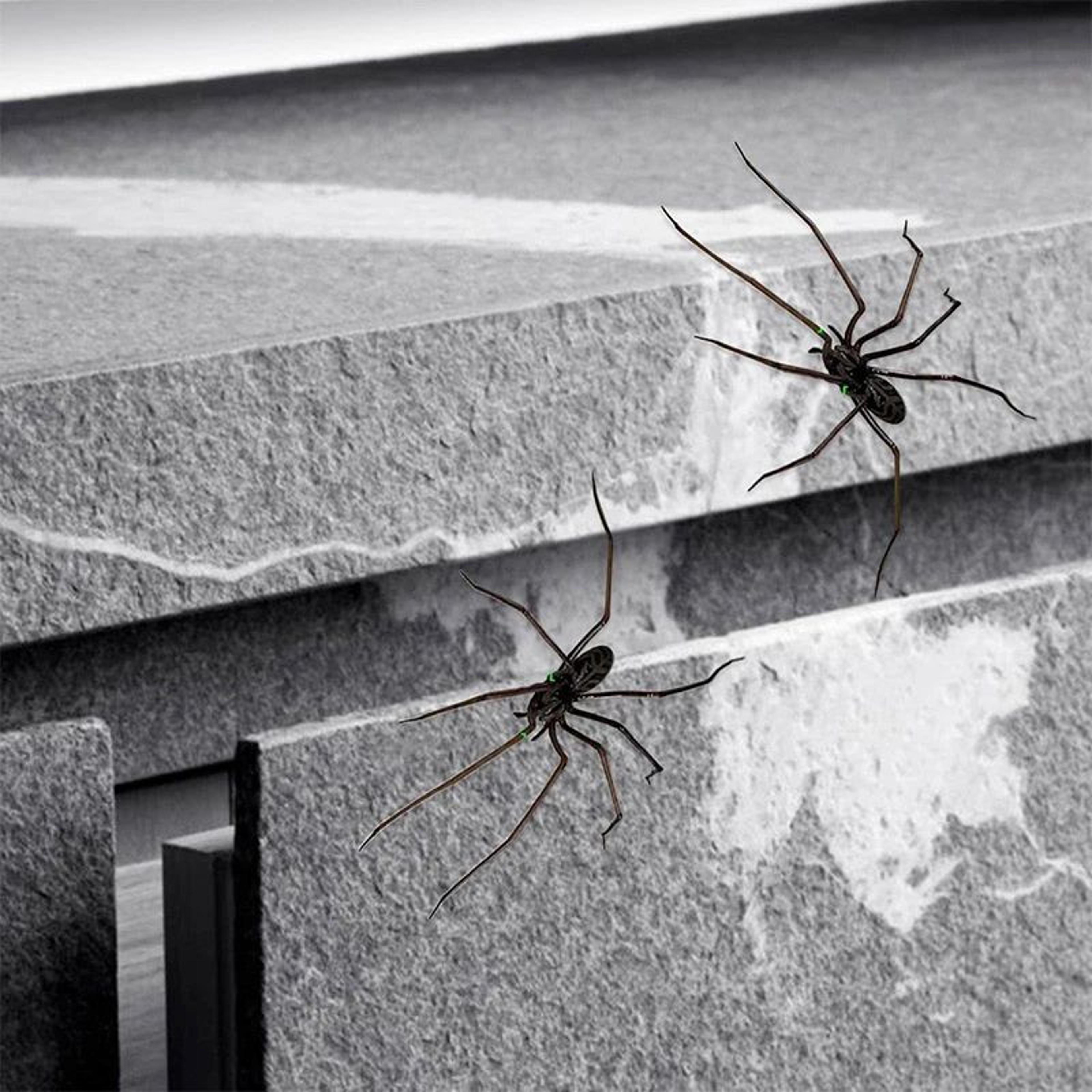 Realistic Spider Fridge Magnets  Fun Novelty Magnetic Home  Garage Decor 3