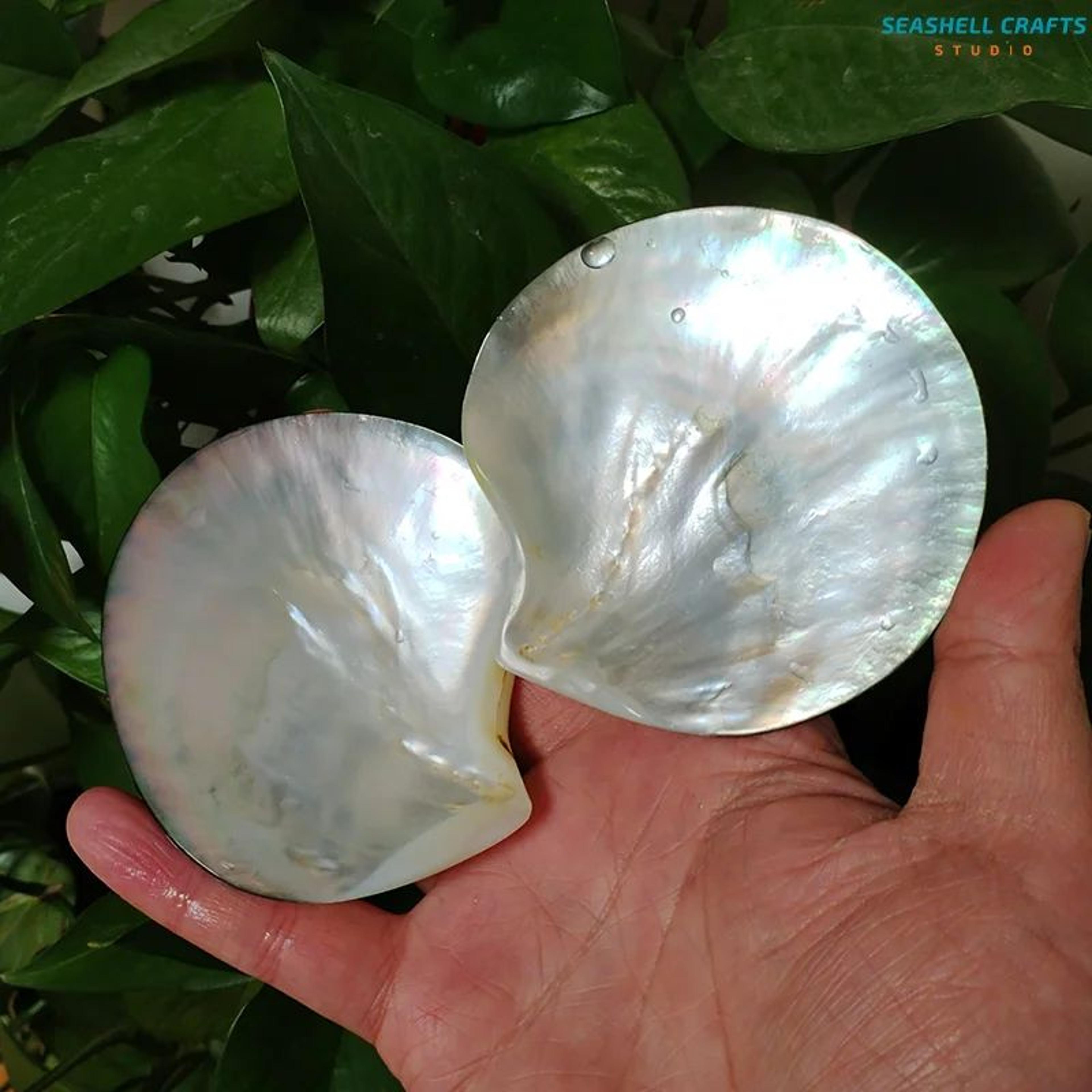 black mother of pearl shell container – polished pinctada diy jewelry storage & decor