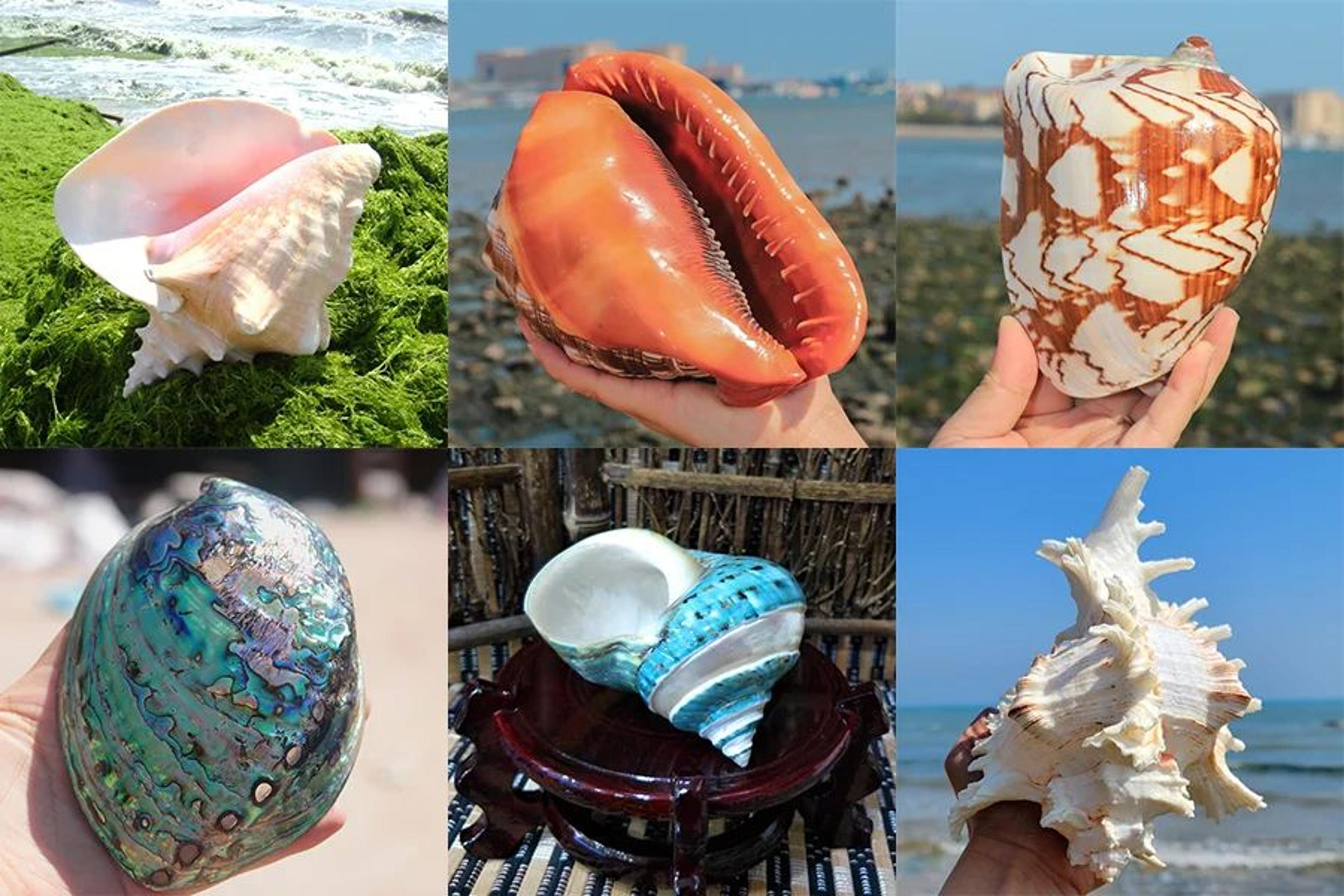 Large Natural Murex Ramosus Sea Shell  Real Ocean Conch Decor For Coastal Home  Wedding Display 8