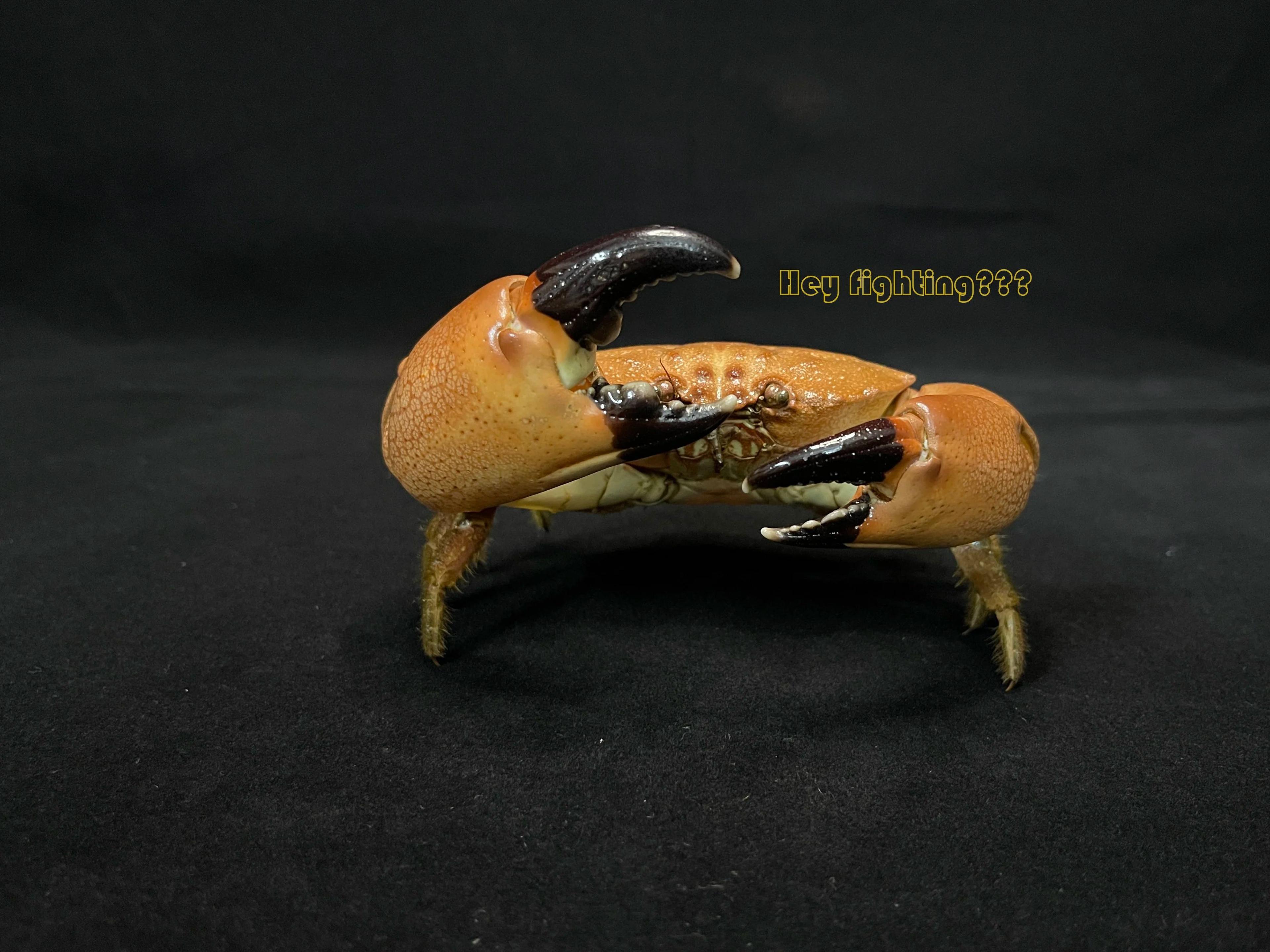 Real Crab Specimen Display  Handcrafted Preserved Crab Ornament For Collectors  Unique Home Decor 8