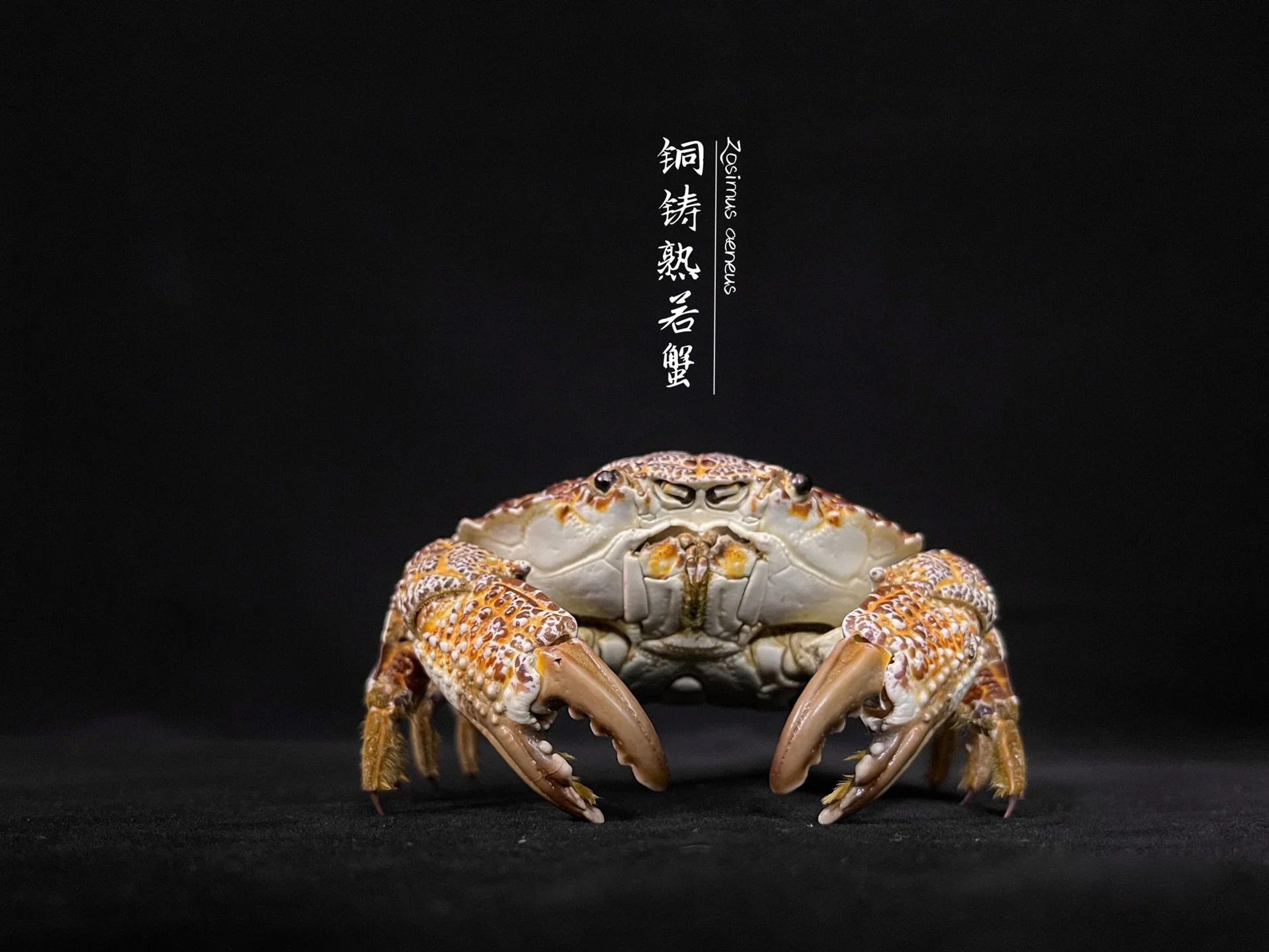 Real Crab Specimen Display  Handcrafted Preserved Crab Ornament For Collectors  Unique Home Decor 15