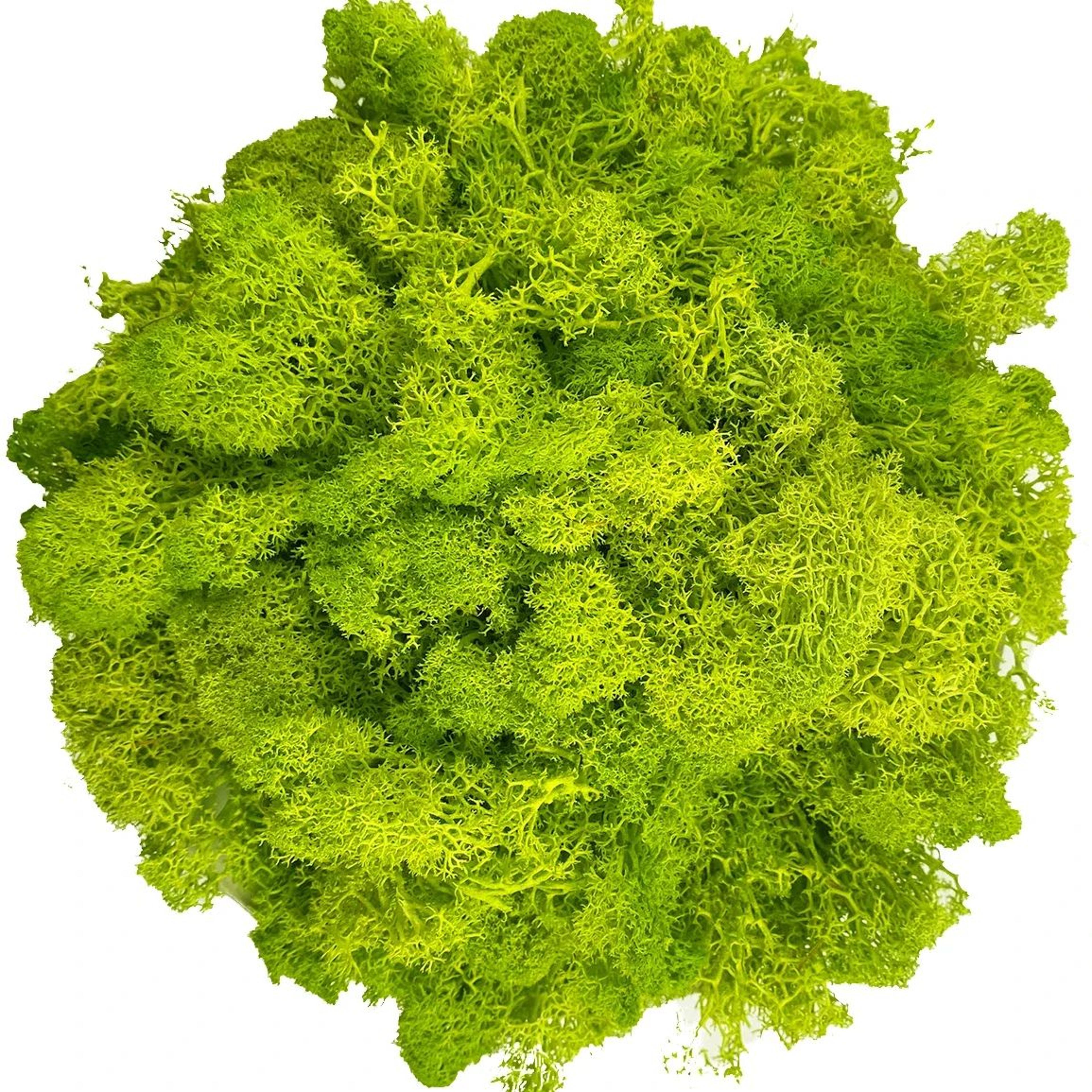 Artificial Reindeer Moss Decor  Faux Green Moss For Crafts Potted Plants  Wall Art 10