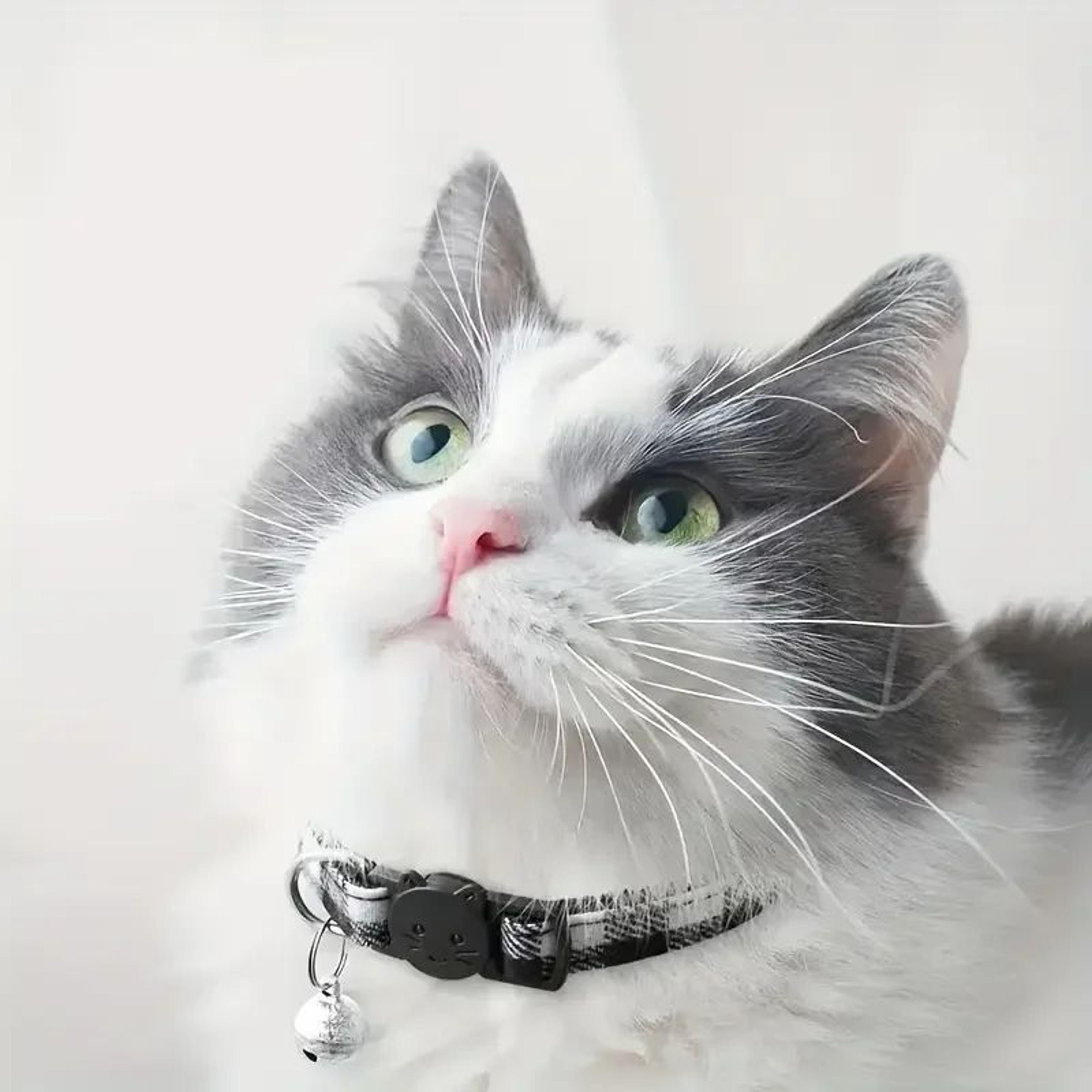 Custom Engraved Plaid Pet Collar  Adjustable Breakaway Cat  Puppy Collar With Personalized ID Tag A 4