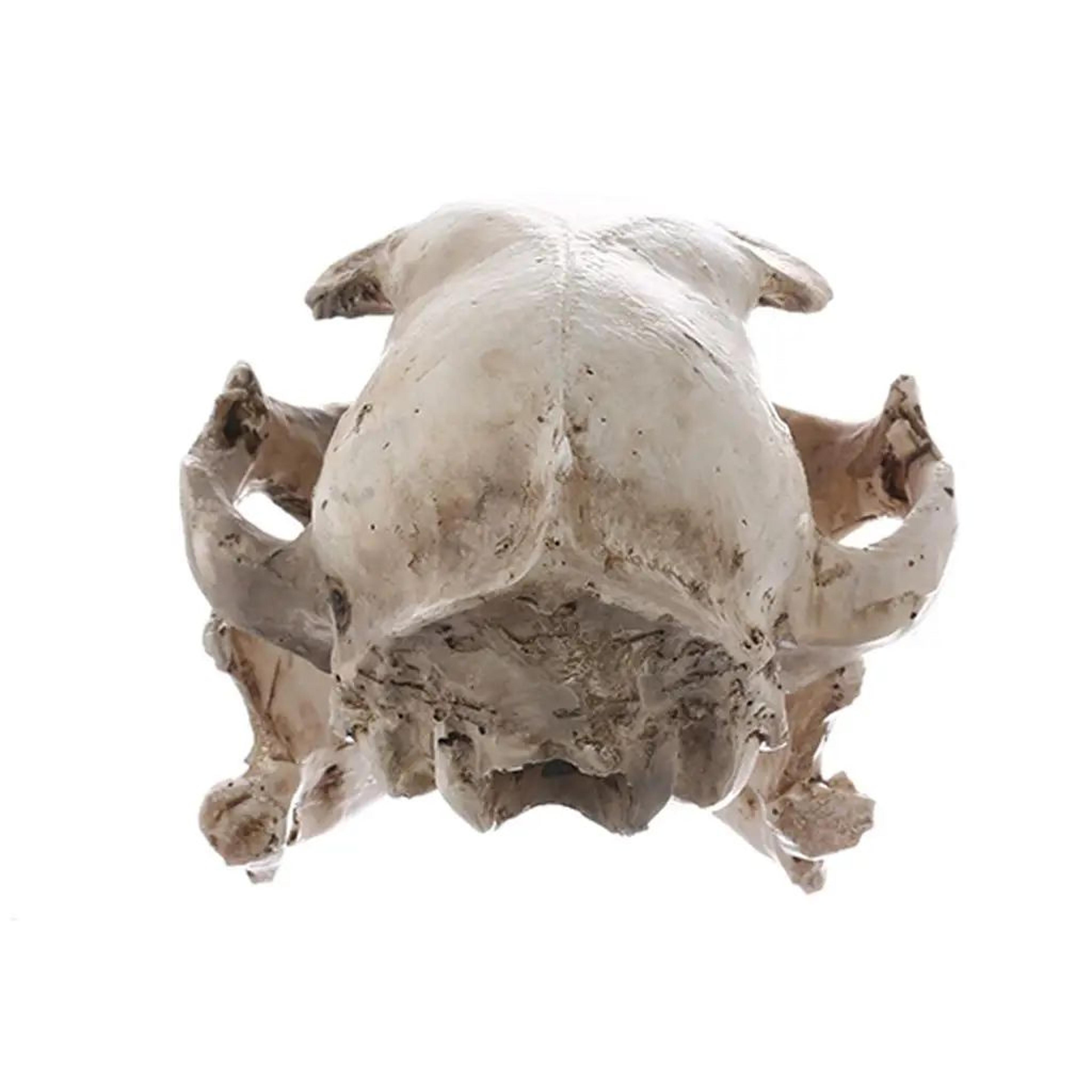Realistic Resin Cat Skull Decor Model 4