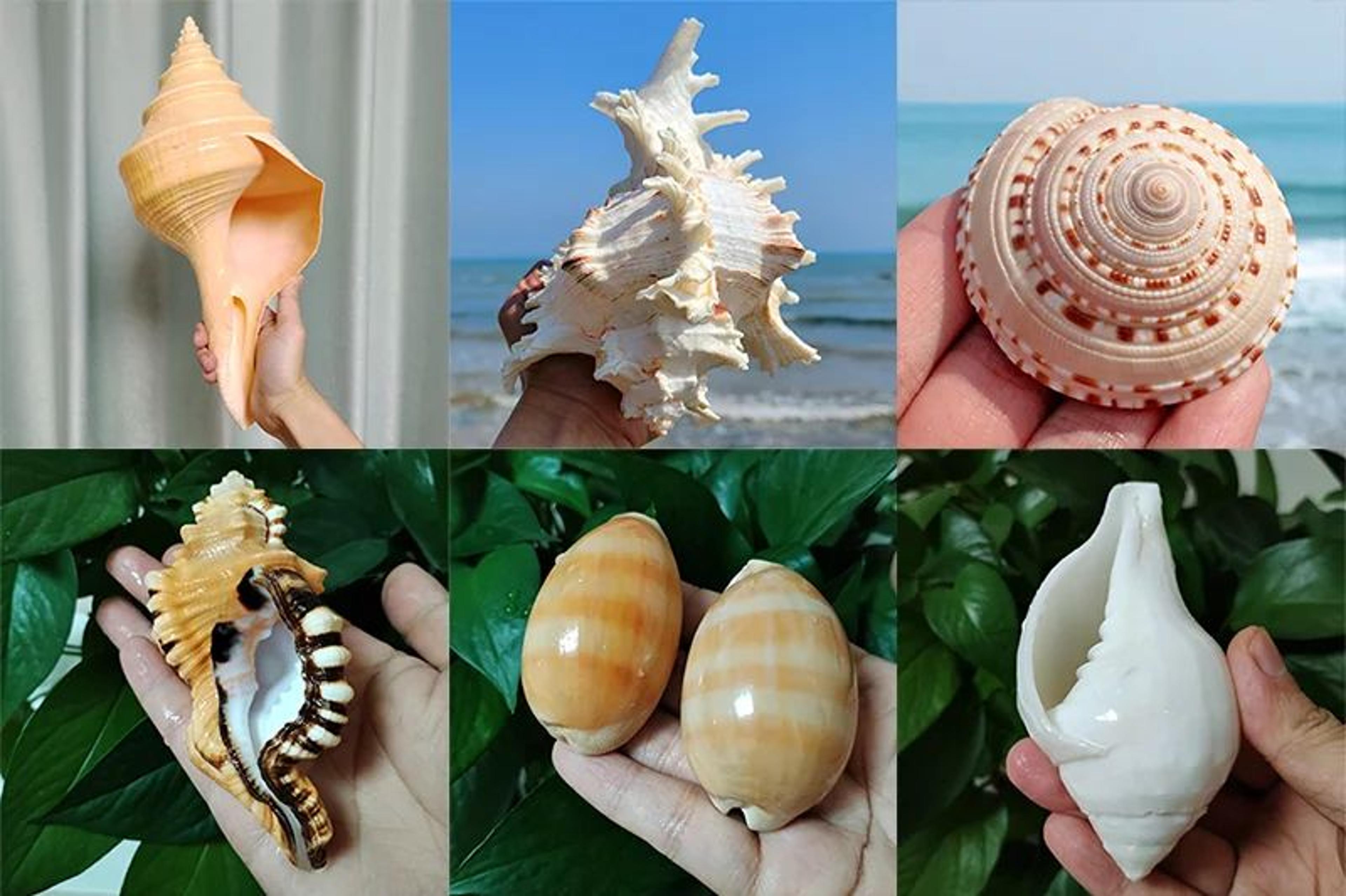 Natural Venus Flower Basket Sea Sponge Decor 6