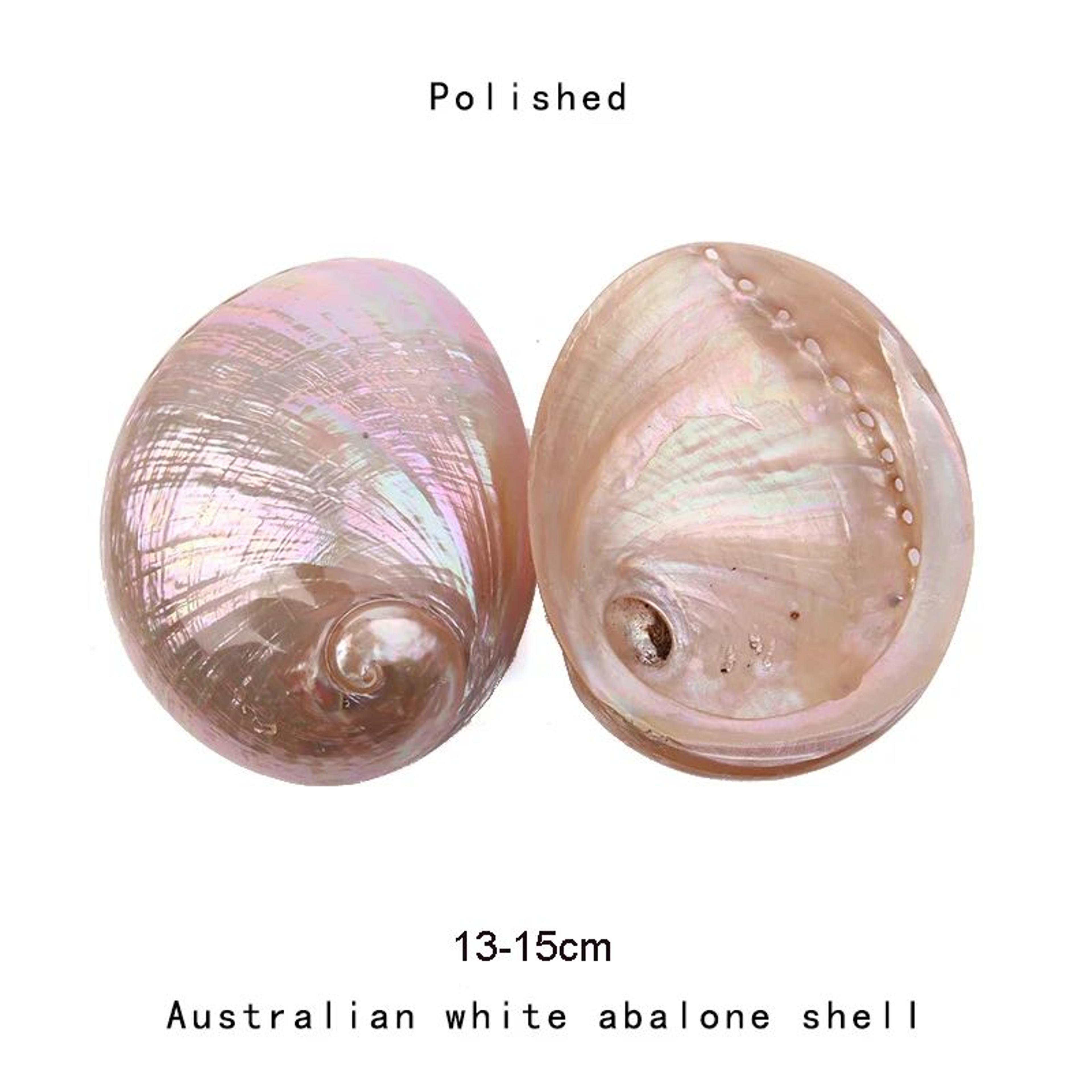 Natural Paua Abalone Shell Smudge Kit With Stand 7