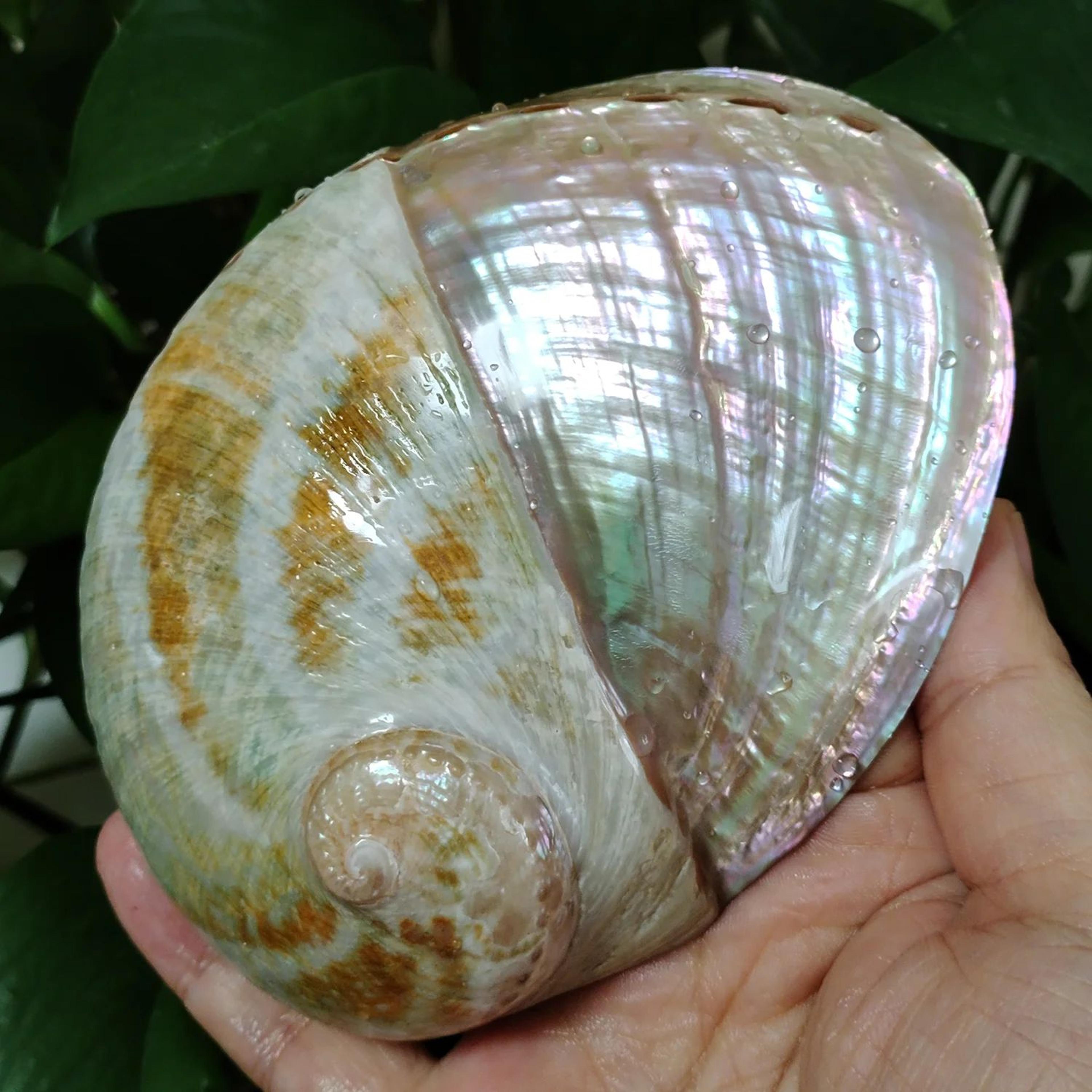 Natural Paua Abalone Shell Smudge Kit With Stand 11