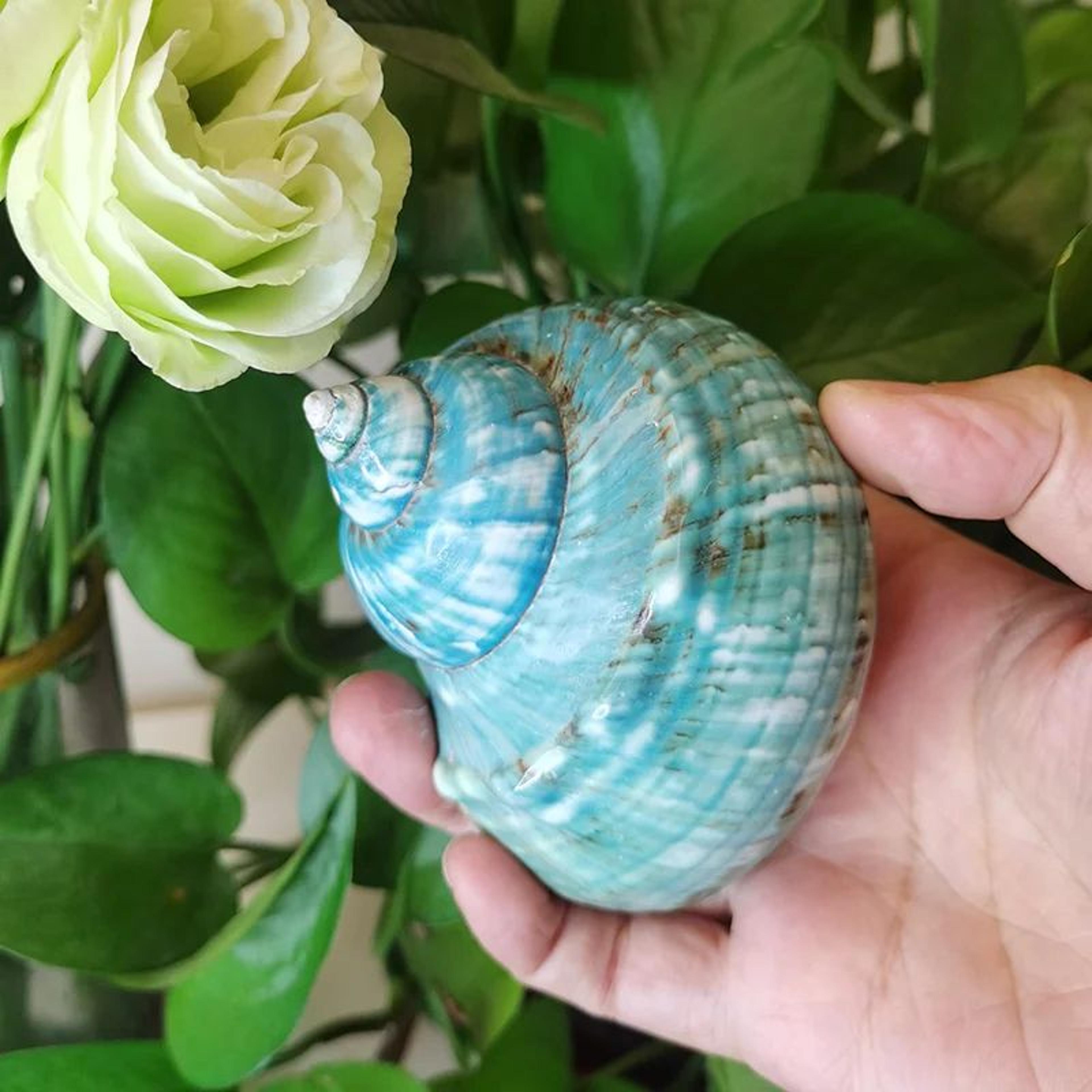 Natural Large Hermit Crab Shell Coastal Decor 4