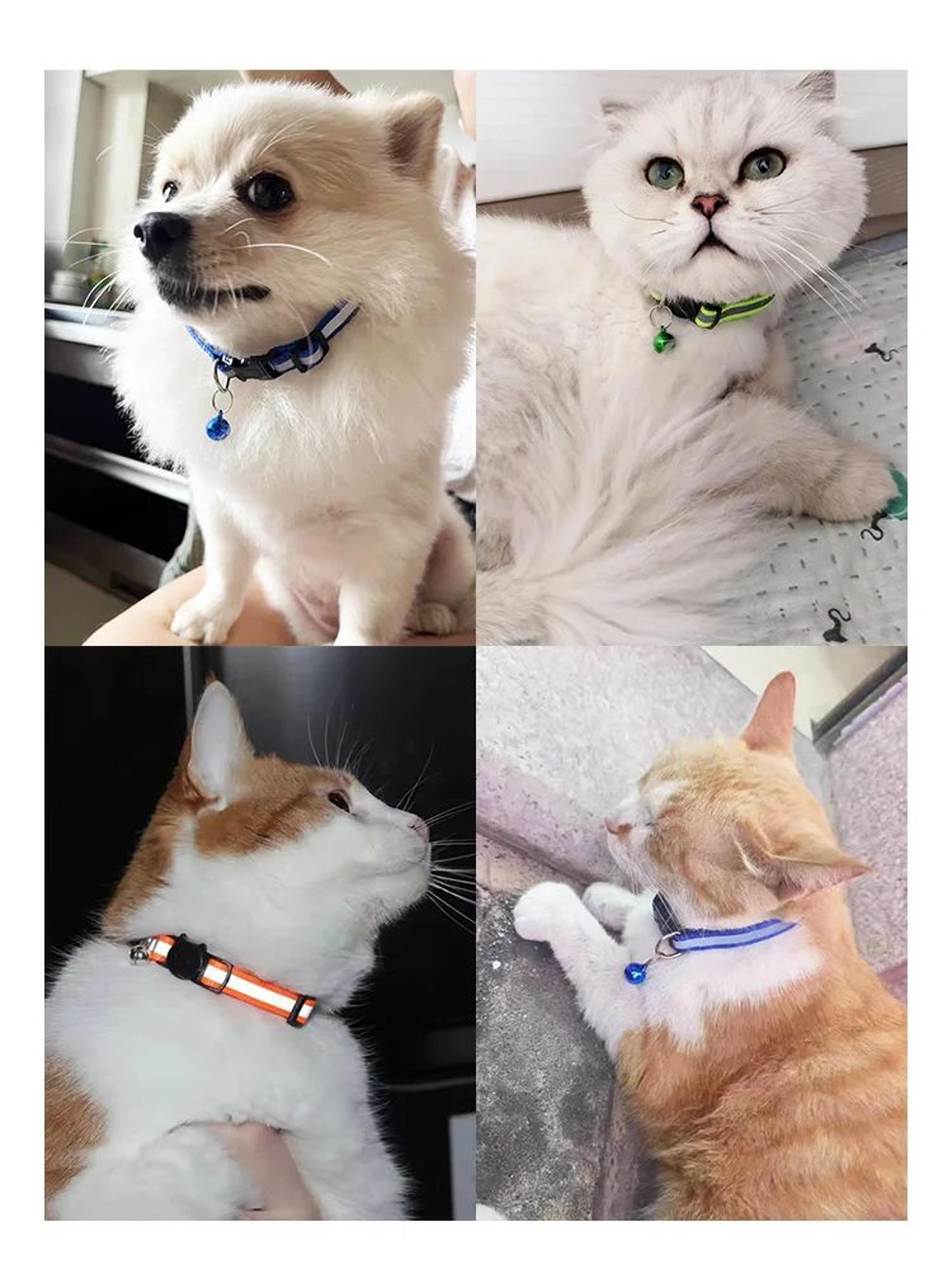 Reflective Breakaway Cat Collar With Bell 5